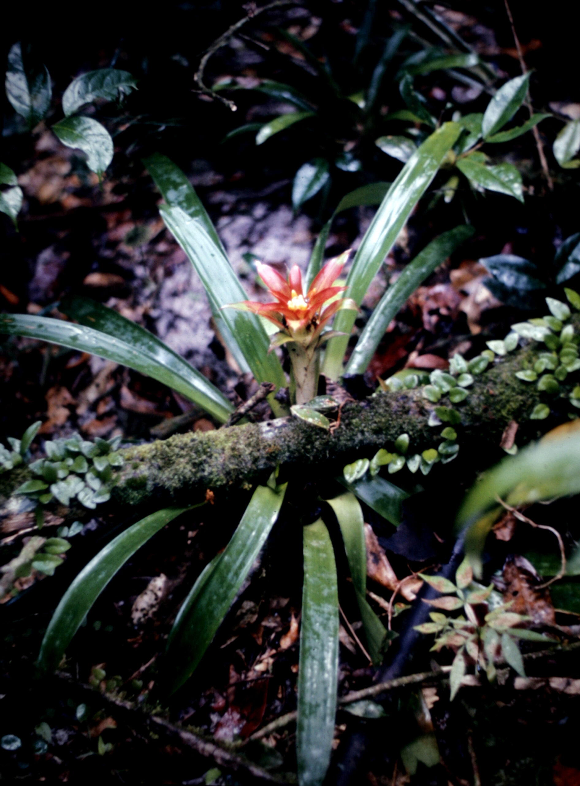 گازمانیا Guzmania lingulata در زیستگاه جنگلی و حالت اپیفیتی