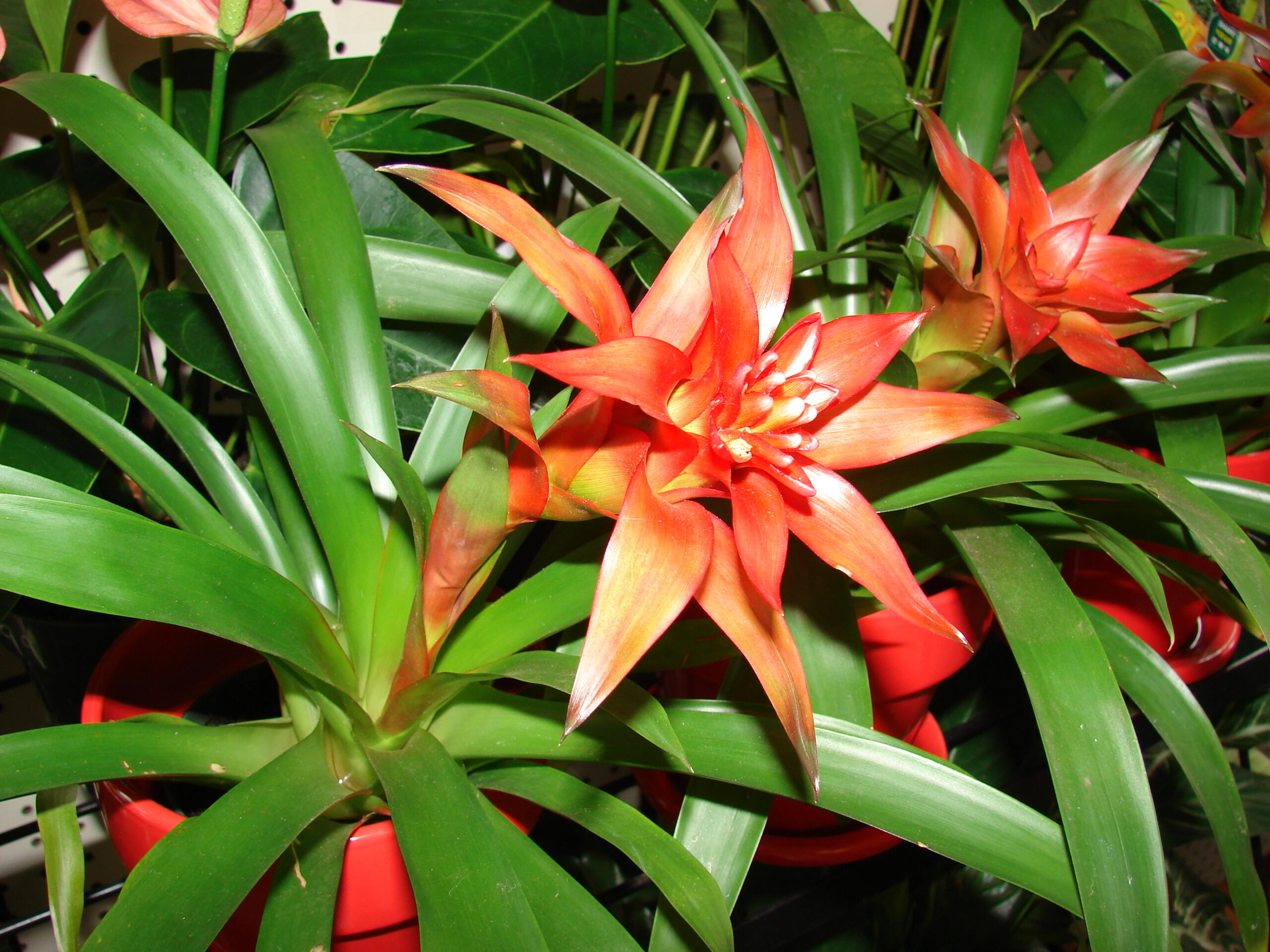 فرم گلدهی گازمانیا Guzmania lingulata با براکتهای قرمز