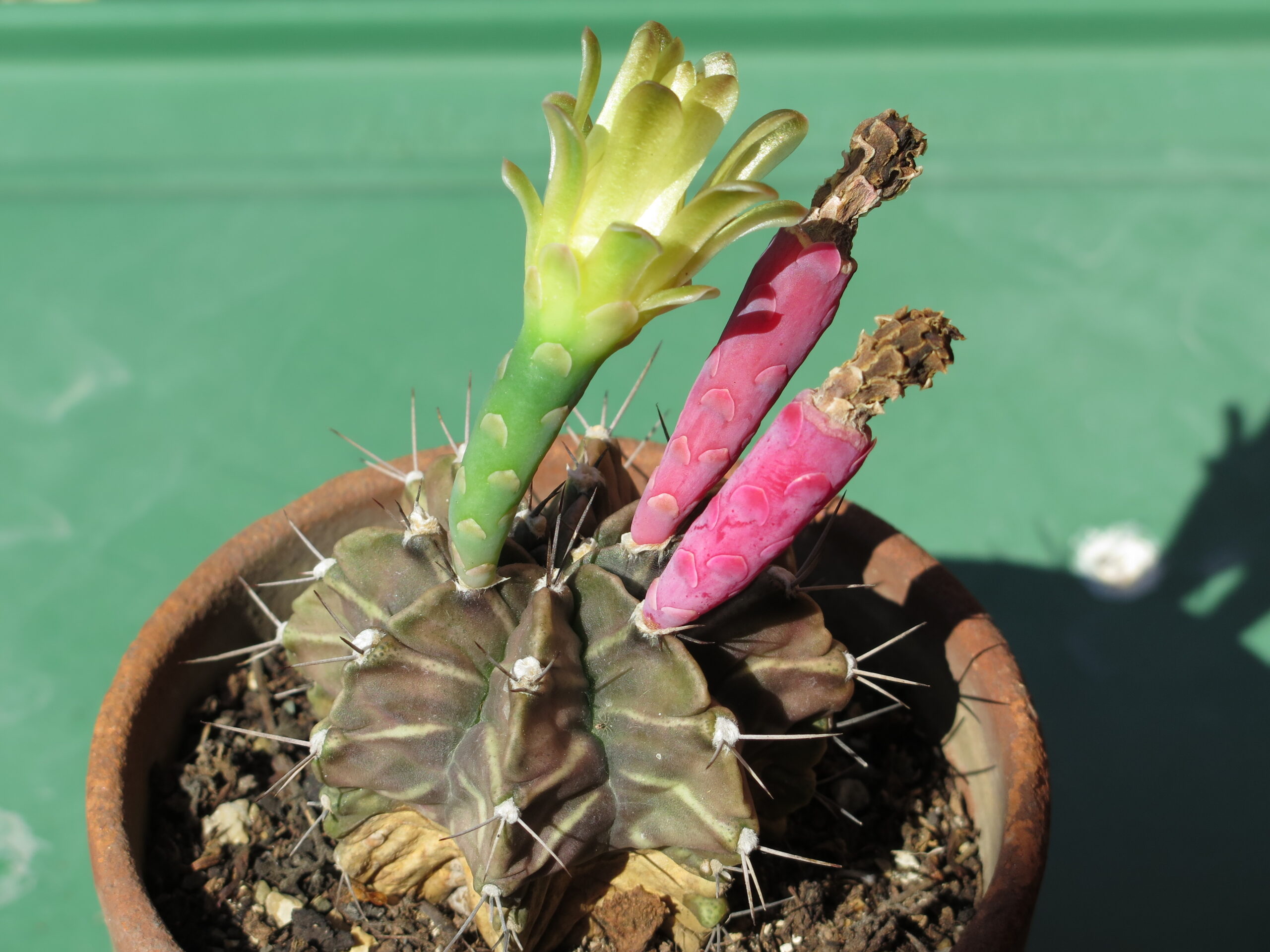 Gymnocalycium mihanovichii با گل و میوه برای تشخیص چرخه زایشی