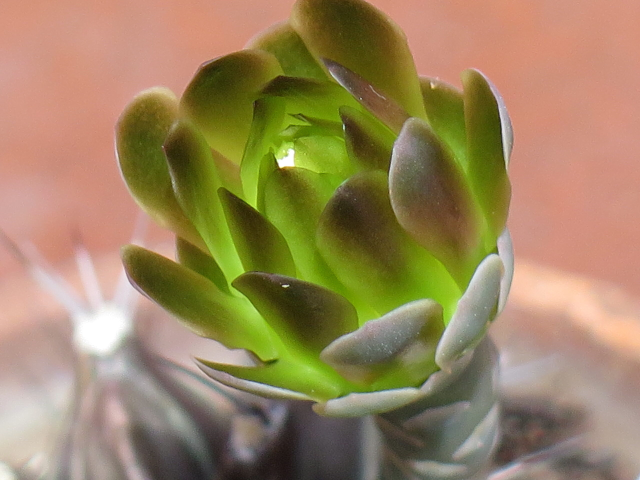 گل Gymnocalycium mihanovichii روی بدنه سبز کاکتوس