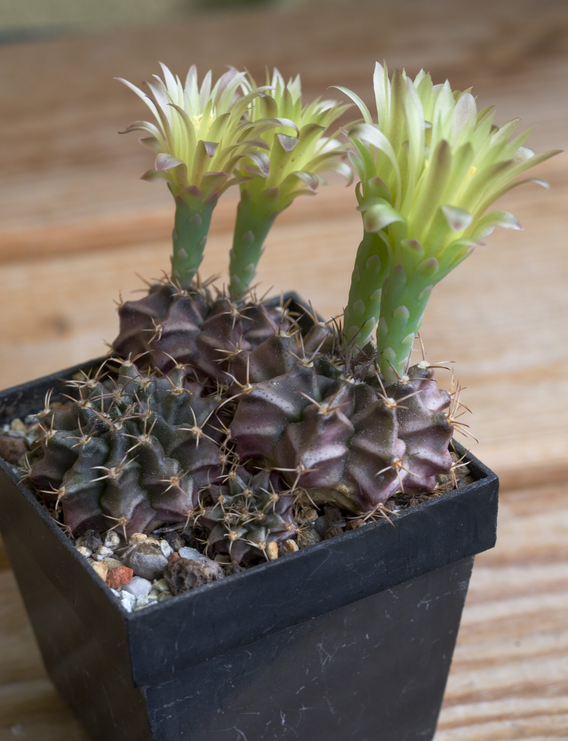 چند نمونه گلدار Gymnocalycium mihanovichii در گلدان