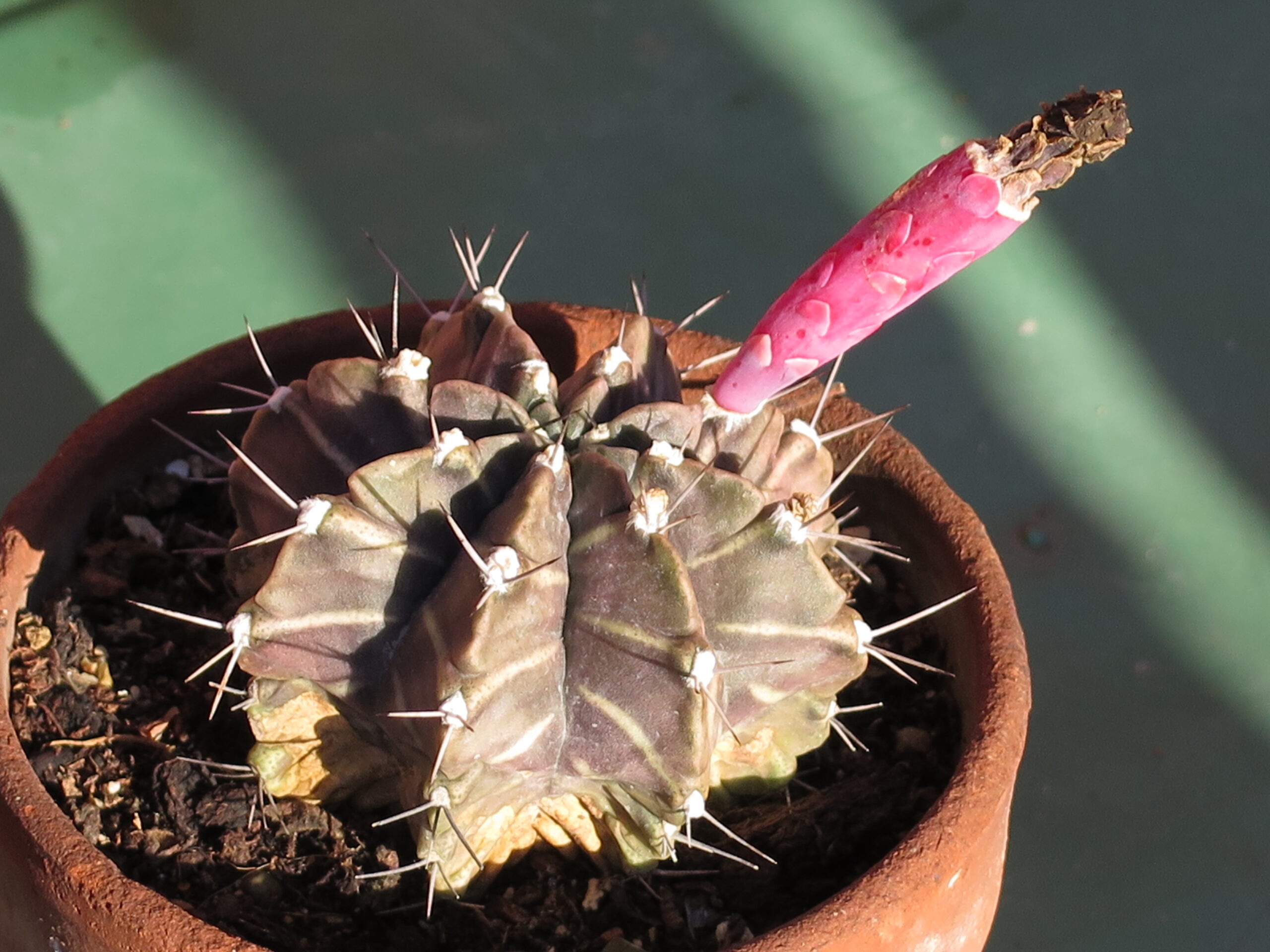 میوه Gymnocalycium mihanovichii روی بدنه سبز کاکتوس