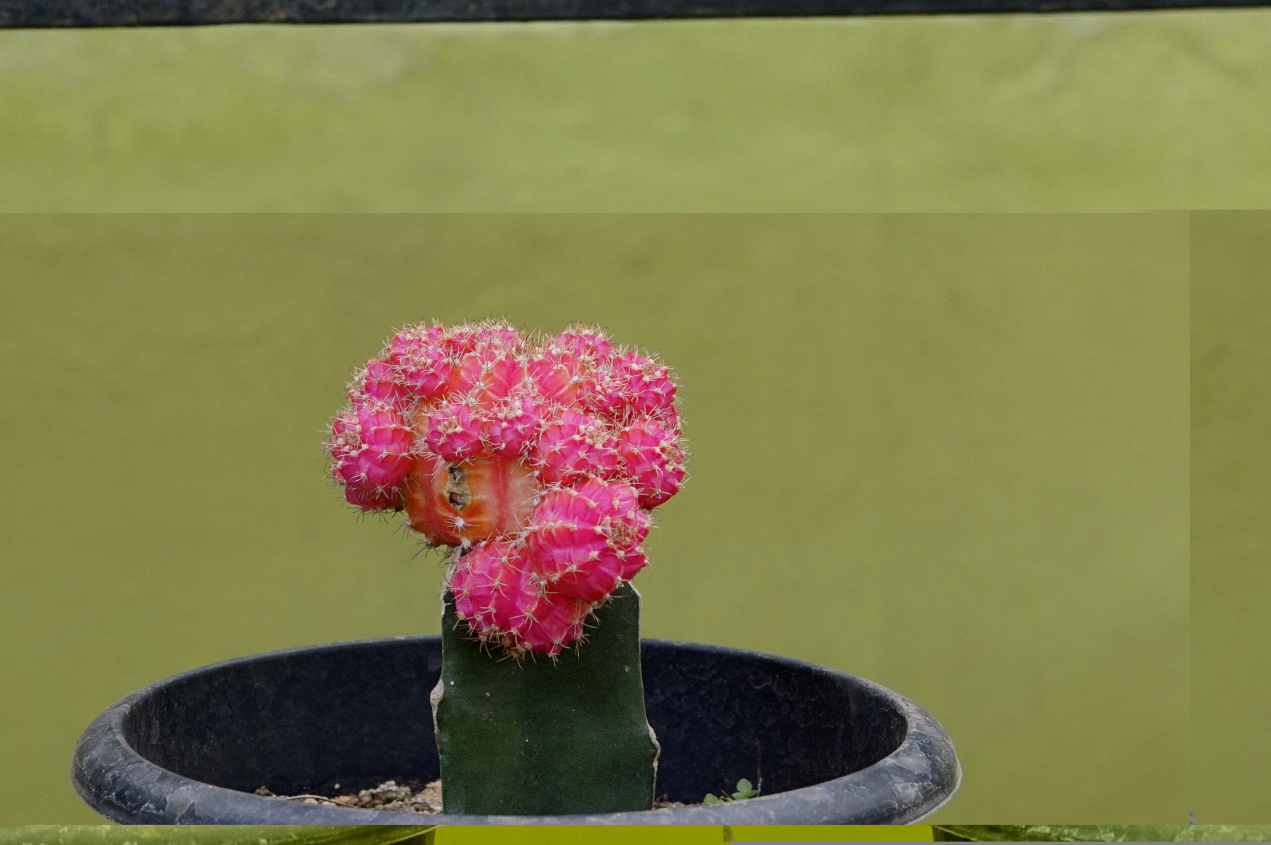 Gymnocalycium mihanovichii رنگی پیوندشده روی پایه سبز کاکتوس