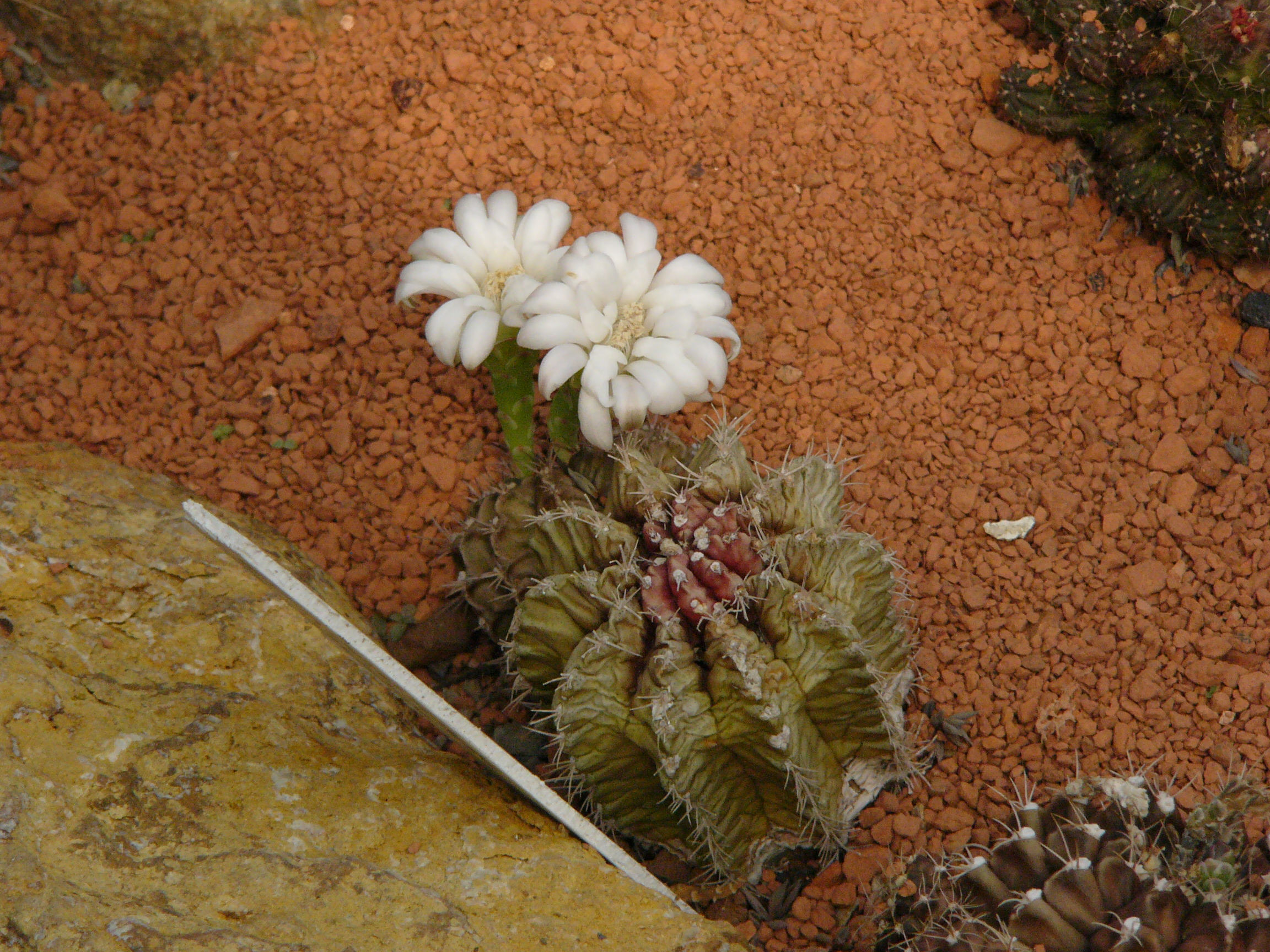 Gymnocalycium mihanovichii سبز و غیرپیوندی برای مقایسه با ژمینو رنگی