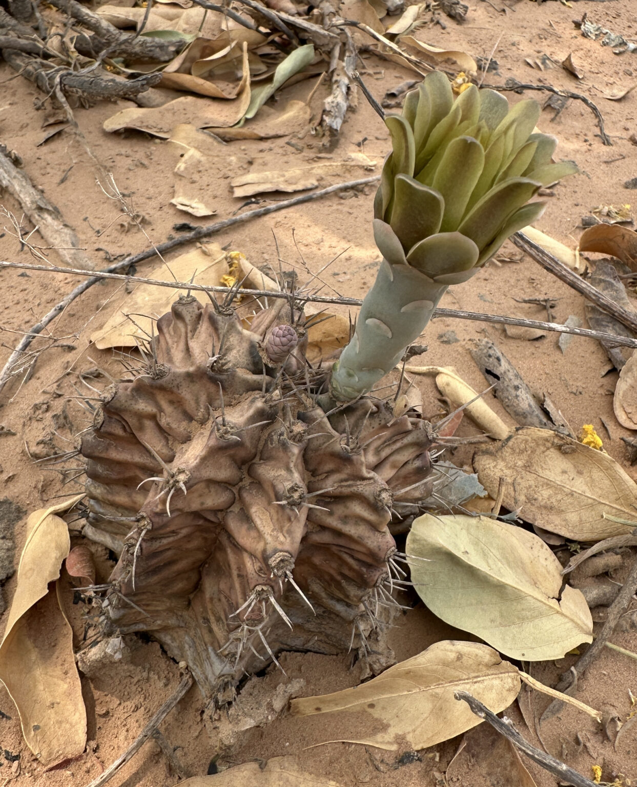 ژمینو میهانوویچی، نگهداری Gymnocalycium mihanovichii سبز و تفاوت با ژمینو رنگی فرم طبیعی سبز Gymnocalycium mihanovichii با بدنه کروی و شیارهای مشخص