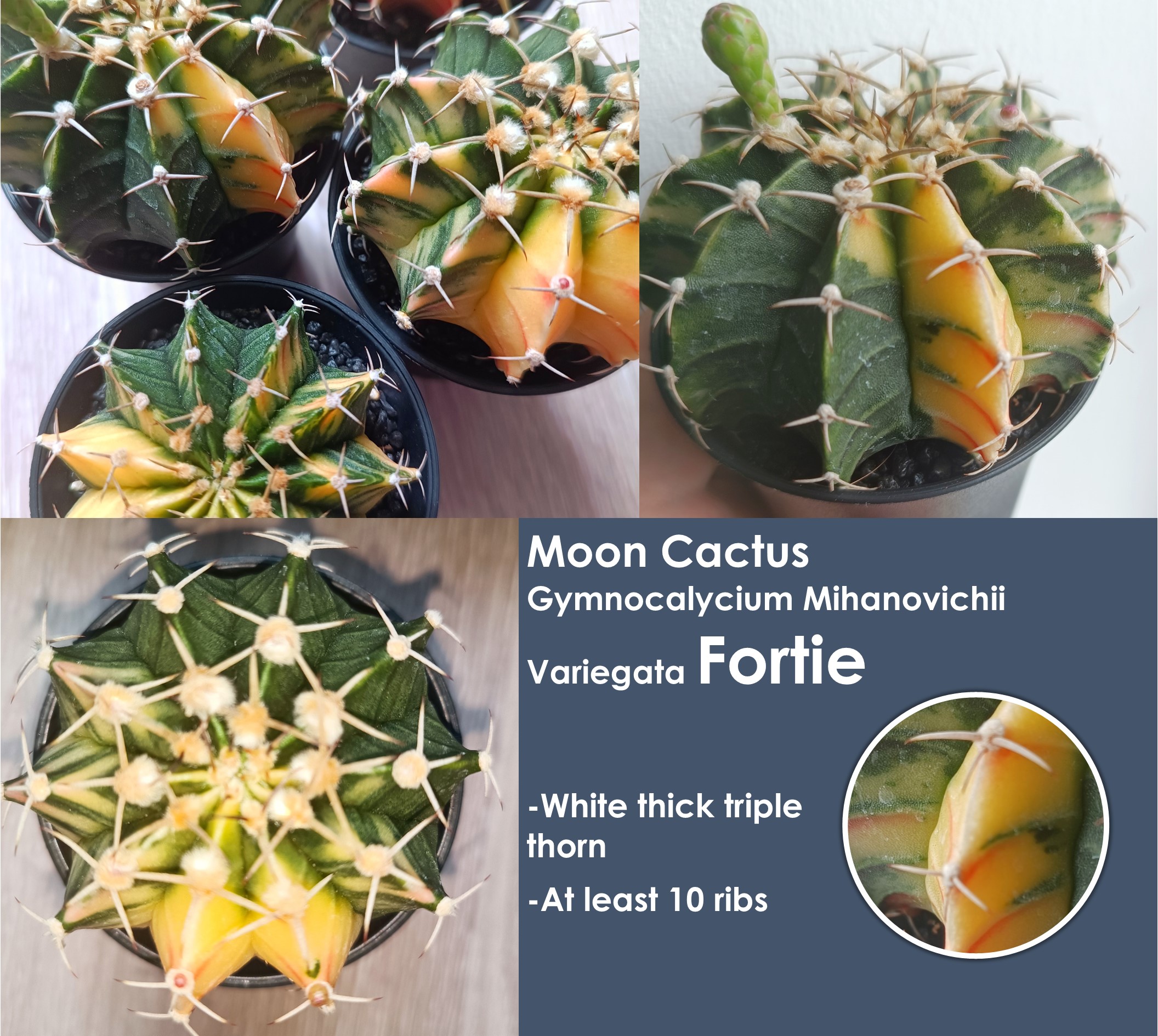 Gymnocalycium mihanovichii Variegata Fortie با ترکیب سبز و رنگی روی بدنه