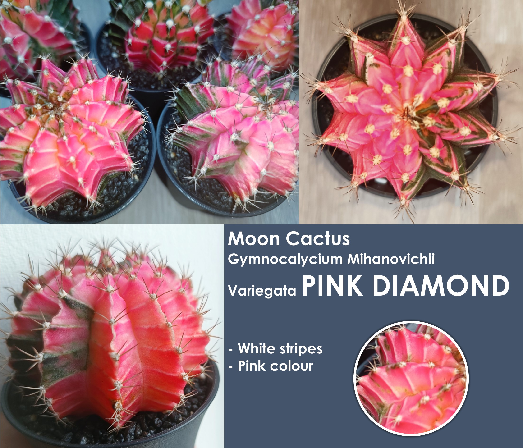 Gymnocalycium mihanovichii Variegata Pink Diamond با بافت سبز و صورتی برای مقایسه با فرم فاقد کلروفیل