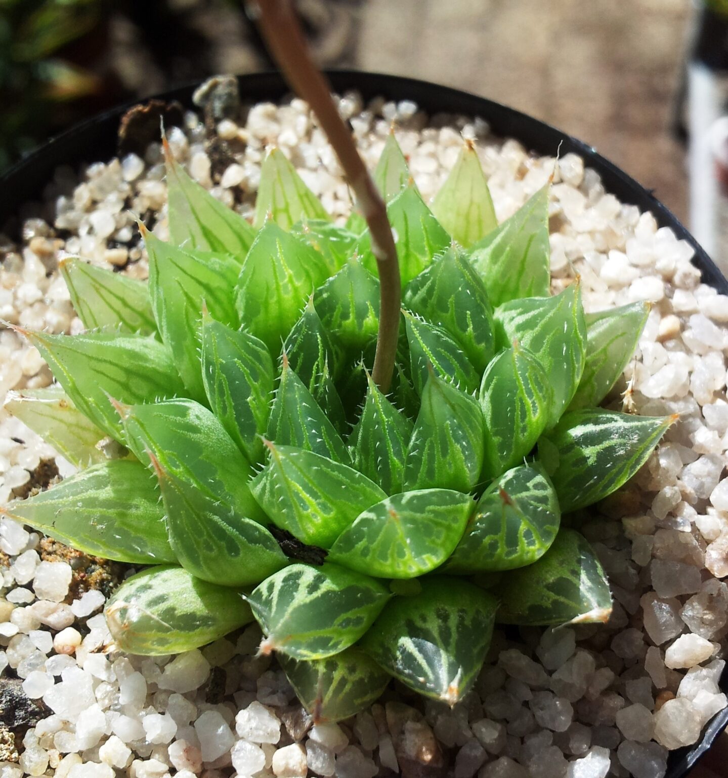 هاورتیا کوپری (Haworthia cooperi) | شناخت و نگهداری رزت کوچک هاورتیا کوپری با برگهای گوشتی نیمهشفاف در باغ گیاهشناسی کیرستنبوش