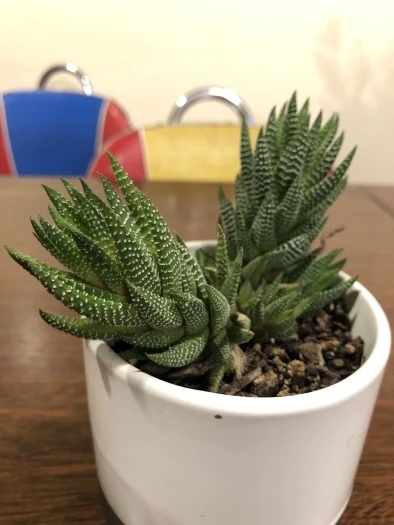 هاورتیا گورخری Haworthiopsis attenuata در گلدان کوچک با چند رزت فشرده