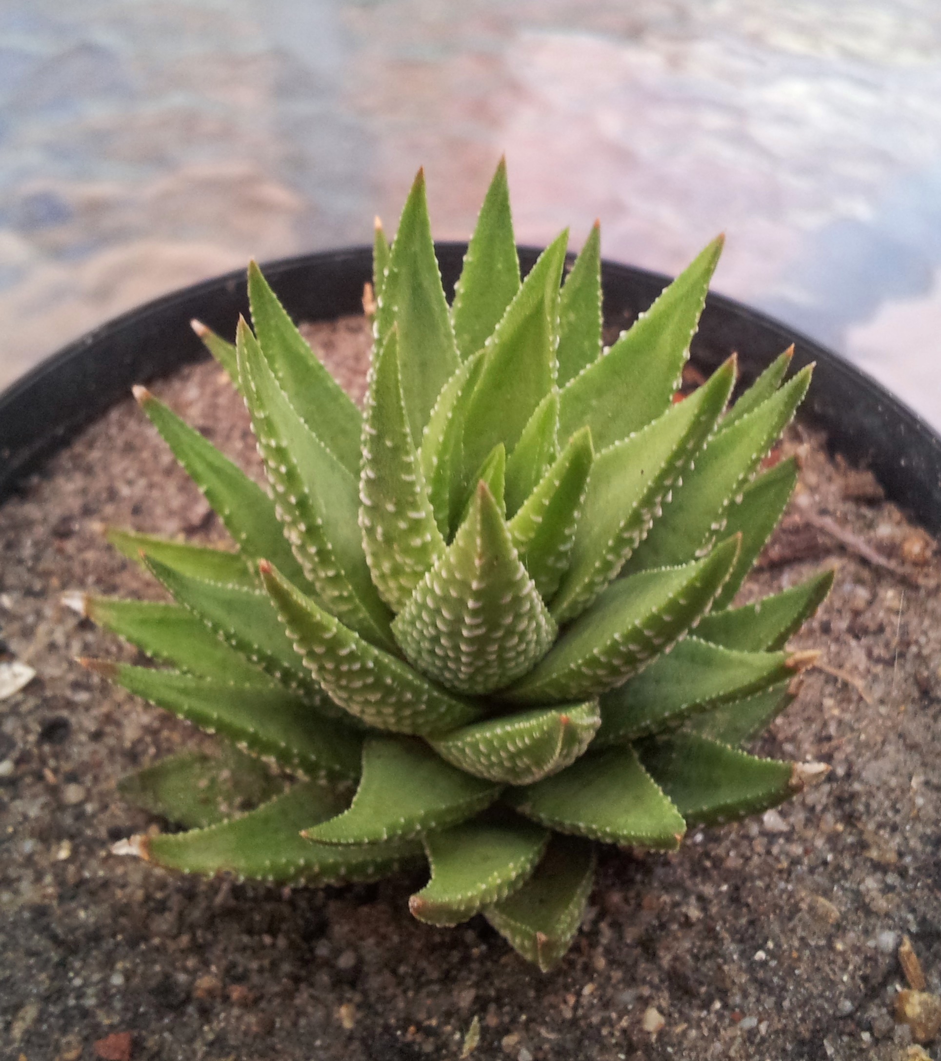Haworthiopsis fasciata با سطح داخلی صافتر برگ برای مقایسه با Haworthiopsis attenuata