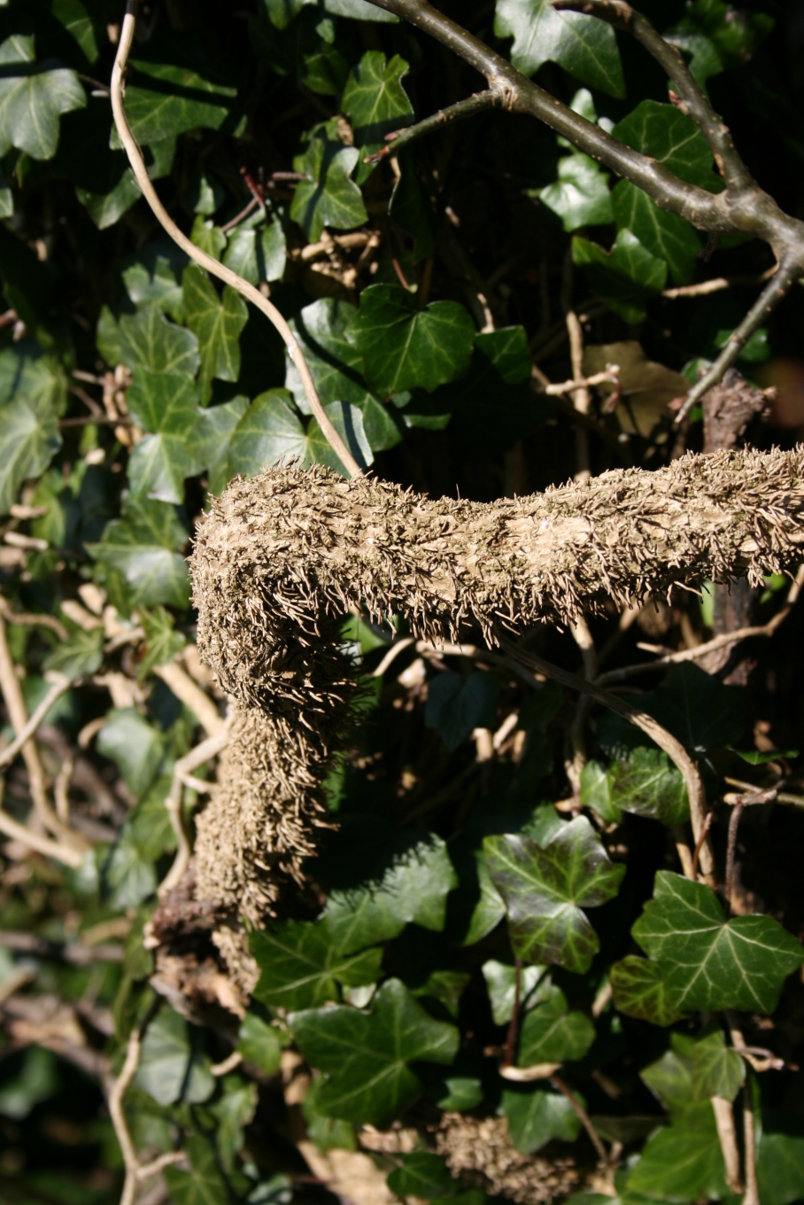 ریشههای نابجای چسبنده روی ساقه پاپیتال Hedera helix