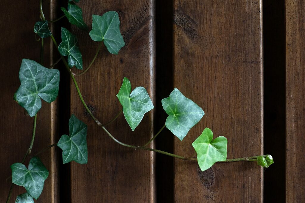 پاپیتال چیست؟ شناسایی و نگهداری Hedera helix گیاه پاپیتال Hedera helix با رشد گسترده کنار دیوار در سوئد