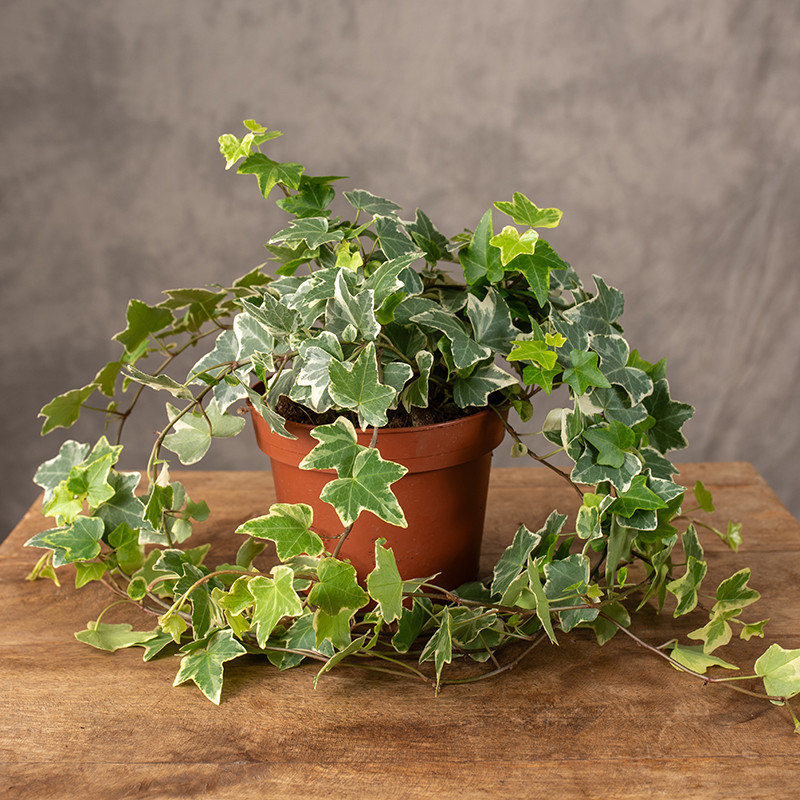 گلدان رقم ابلق پاپیتال Hedera helix Eva روی سطح چوبی در فضای داخلی