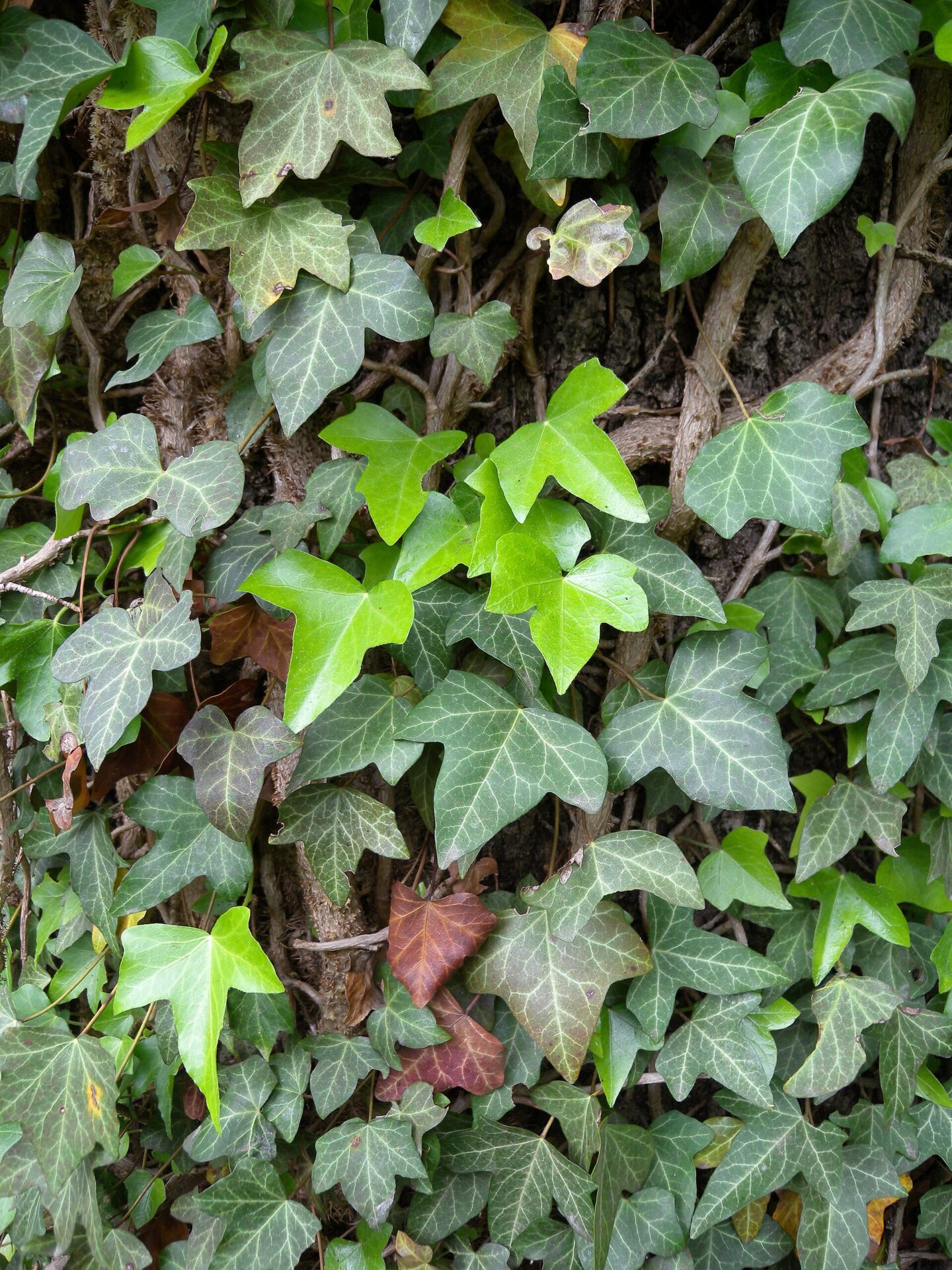 برگهای لوبدار جوان پاپیتال Hedera helix