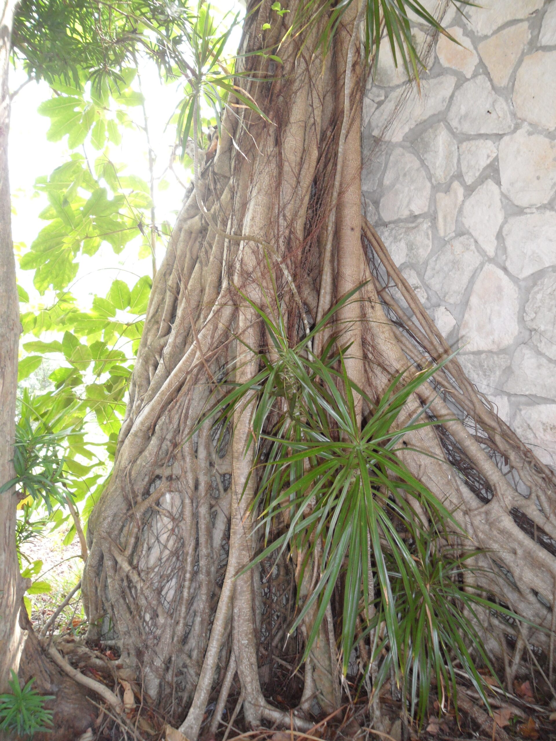 ریشه‌های هوایی فیکوس خفه‌کننده که از ارتفاع به سمت زمین رشد کرده‌اند