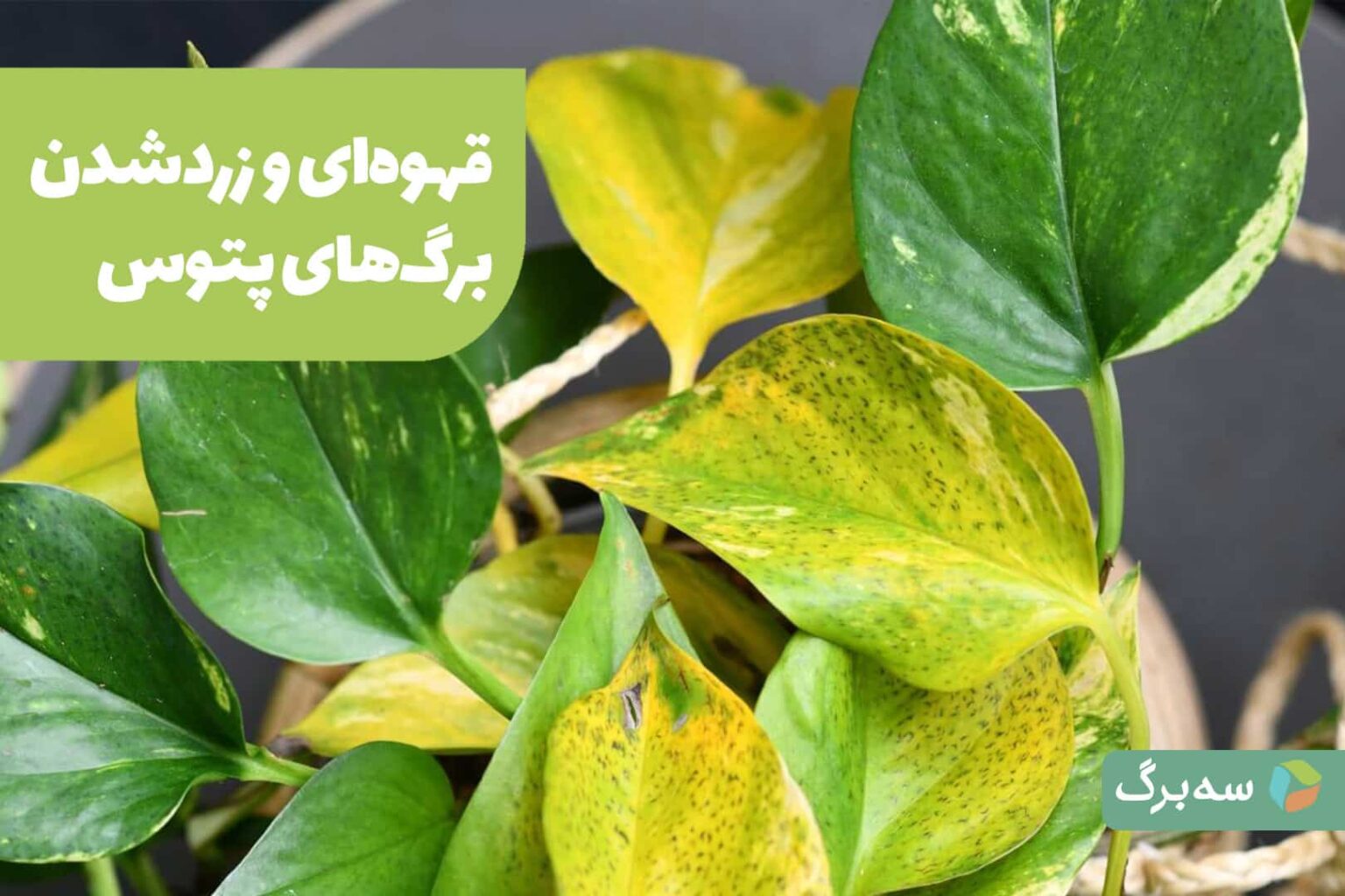 برگ‌های گیاه آپارتمانی با زردی و قهوه‌ای شدن به‌عنوان نمونه‌ای از علائم نیازمند بررسی