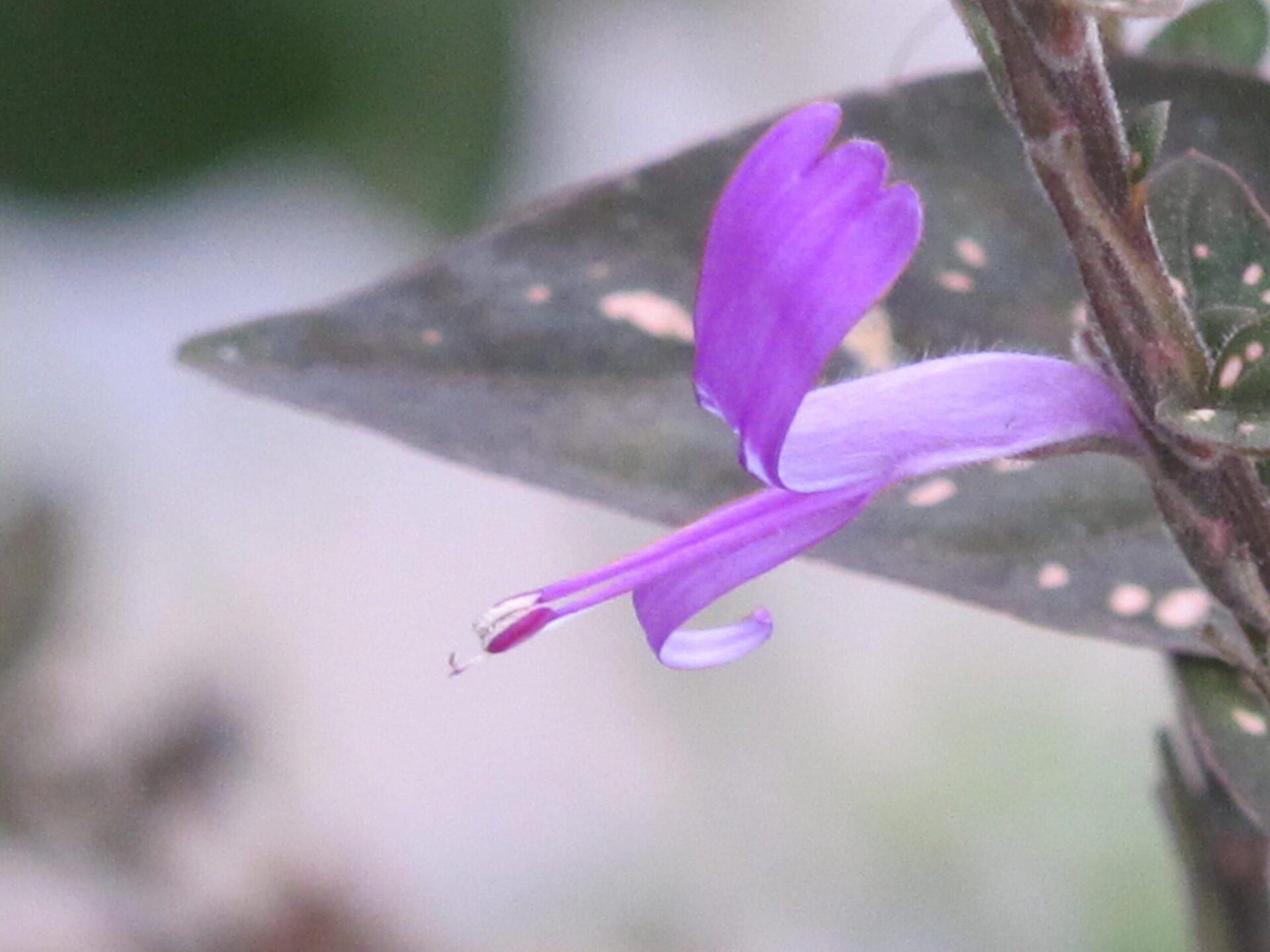 گل کوچک بنفش گلسنگ Hypoestes phyllostachya