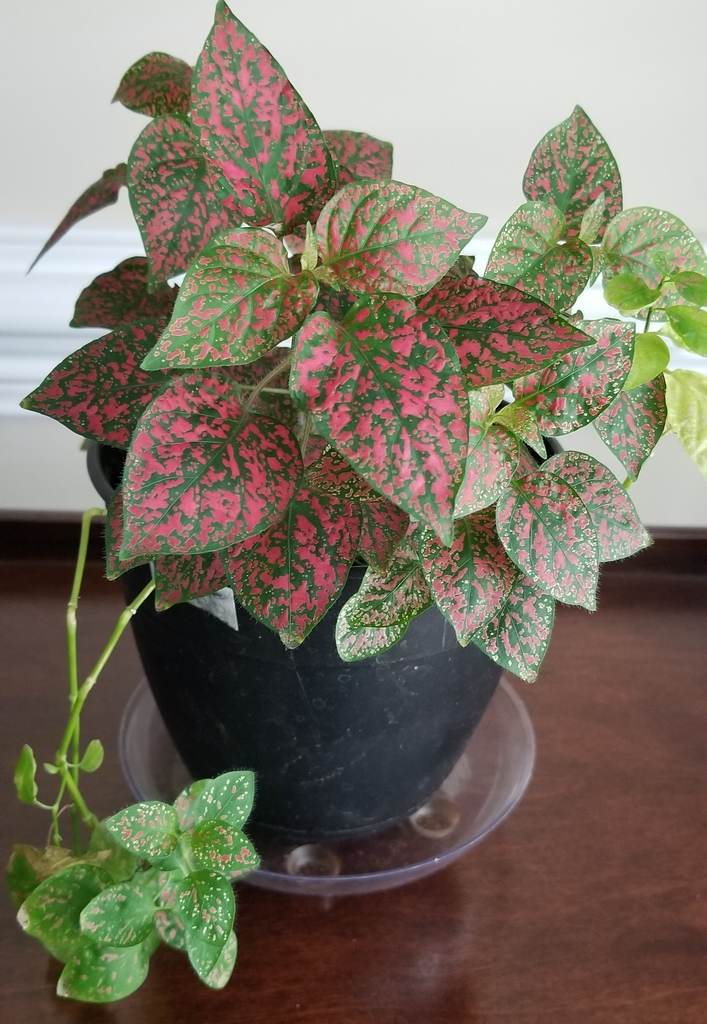 گل‌سنگ Hypoestes phyllostachya با برگ‌های خال‌دار صورتی در گلدان