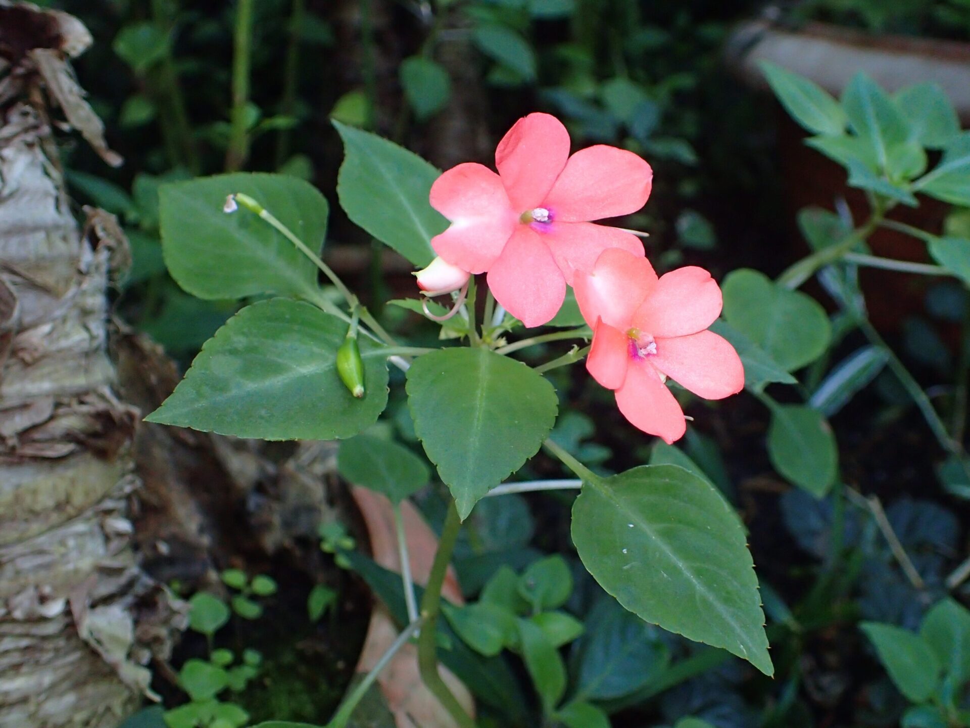 گل حنا Impatiens walleriana با برگ سبز و گل رنگی