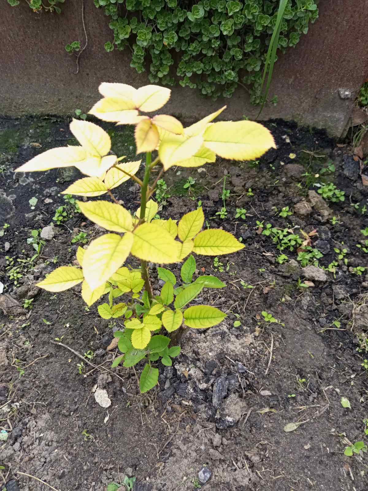 کلروز آهن روی برگ جوان برای توضیح اینکه وجود آهن روی برچسب بهتنهایی تشخیص کمبود نیست