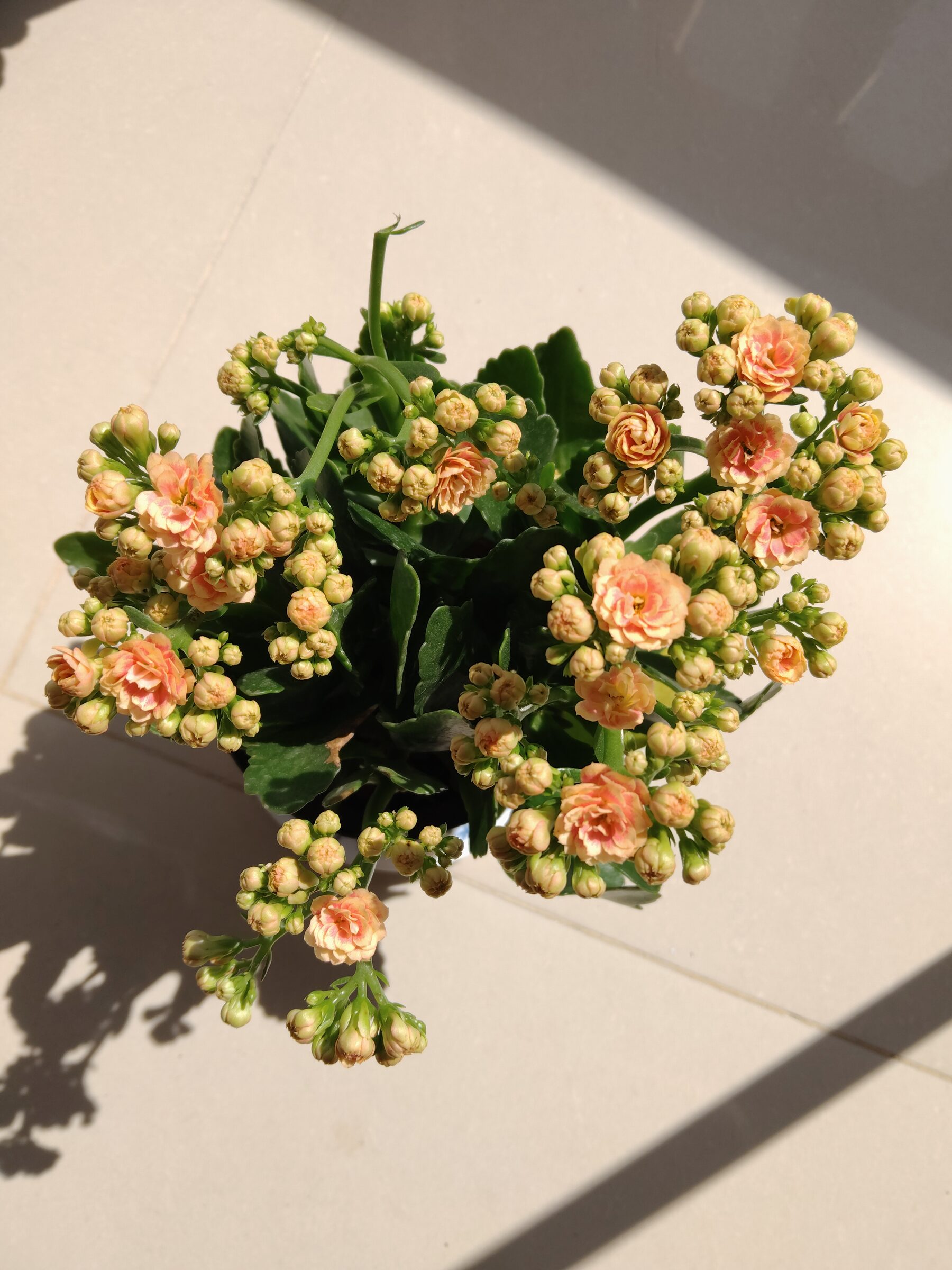 کلوزآپ گل Kalanchoe blossfeldiana با گلبرگهای رنگی و غنچهها