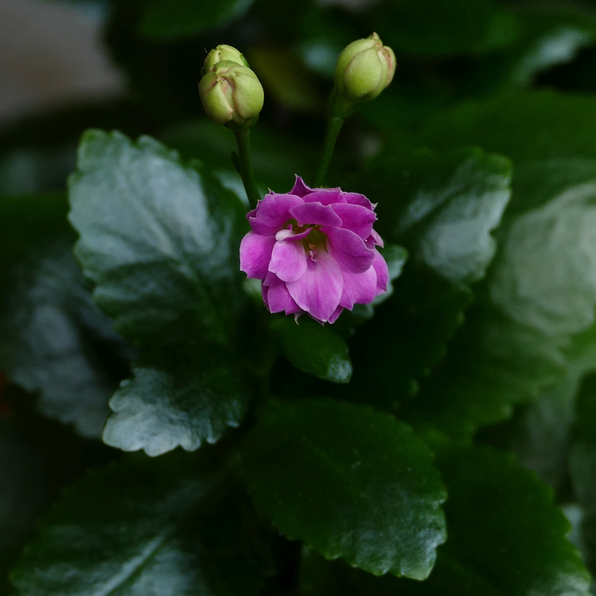 گل و غنچههای Kalanchoe blossfeldiana در یک گلآذین متراکم