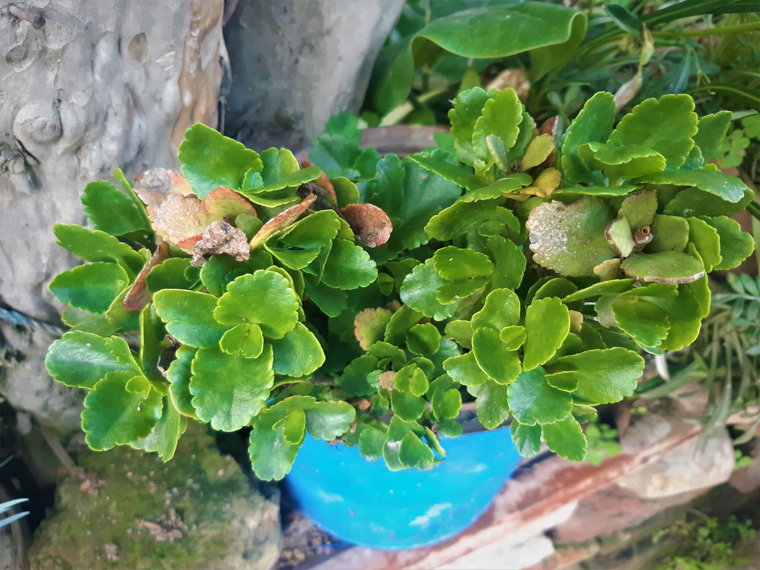 کالانکوئه گلدار Kalanchoe blossfeldiana با برگهای گوشتی سبز و خوشههای گل
