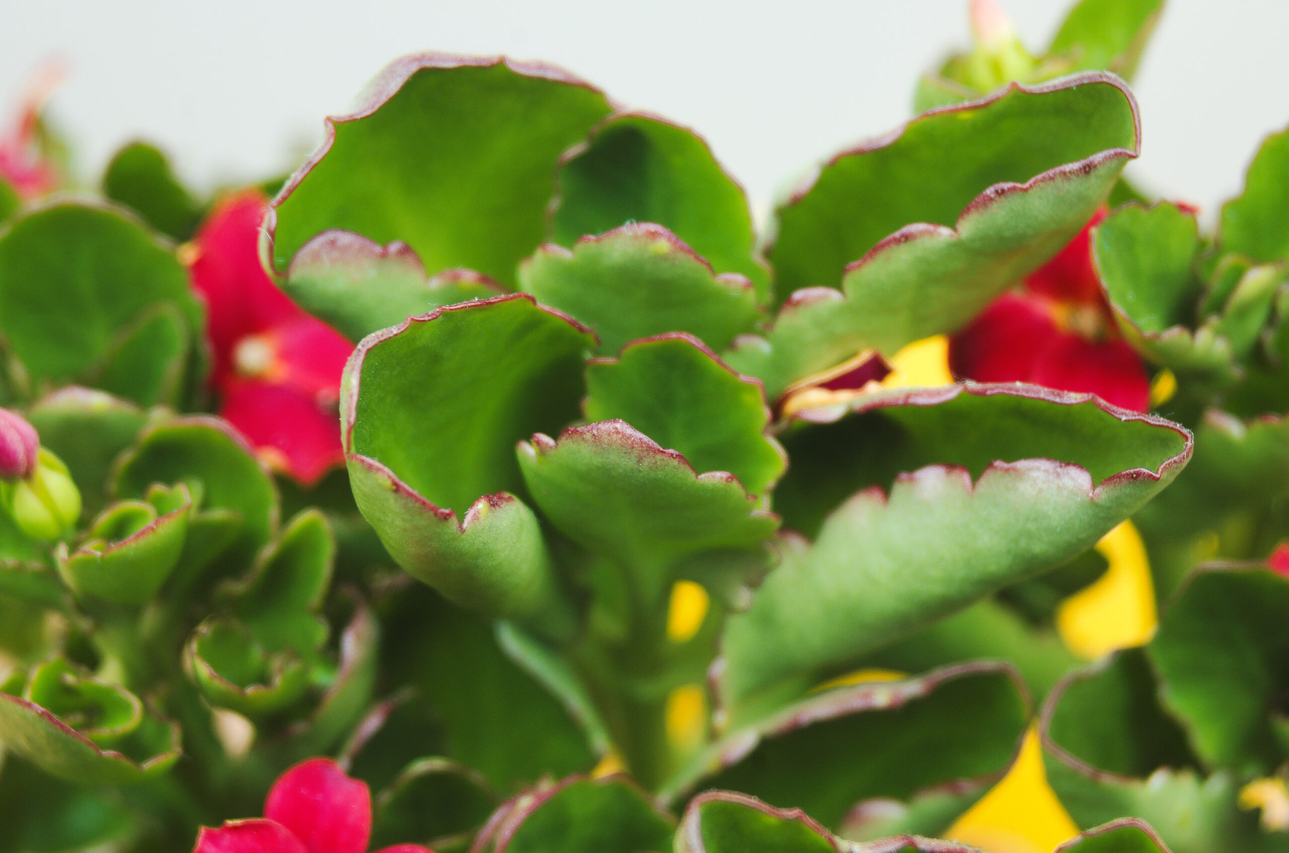 Kalanchoe blossfeldiana با قرمزی لبه برگها و جمعشدن برگ در اثر تنش نور زیاد