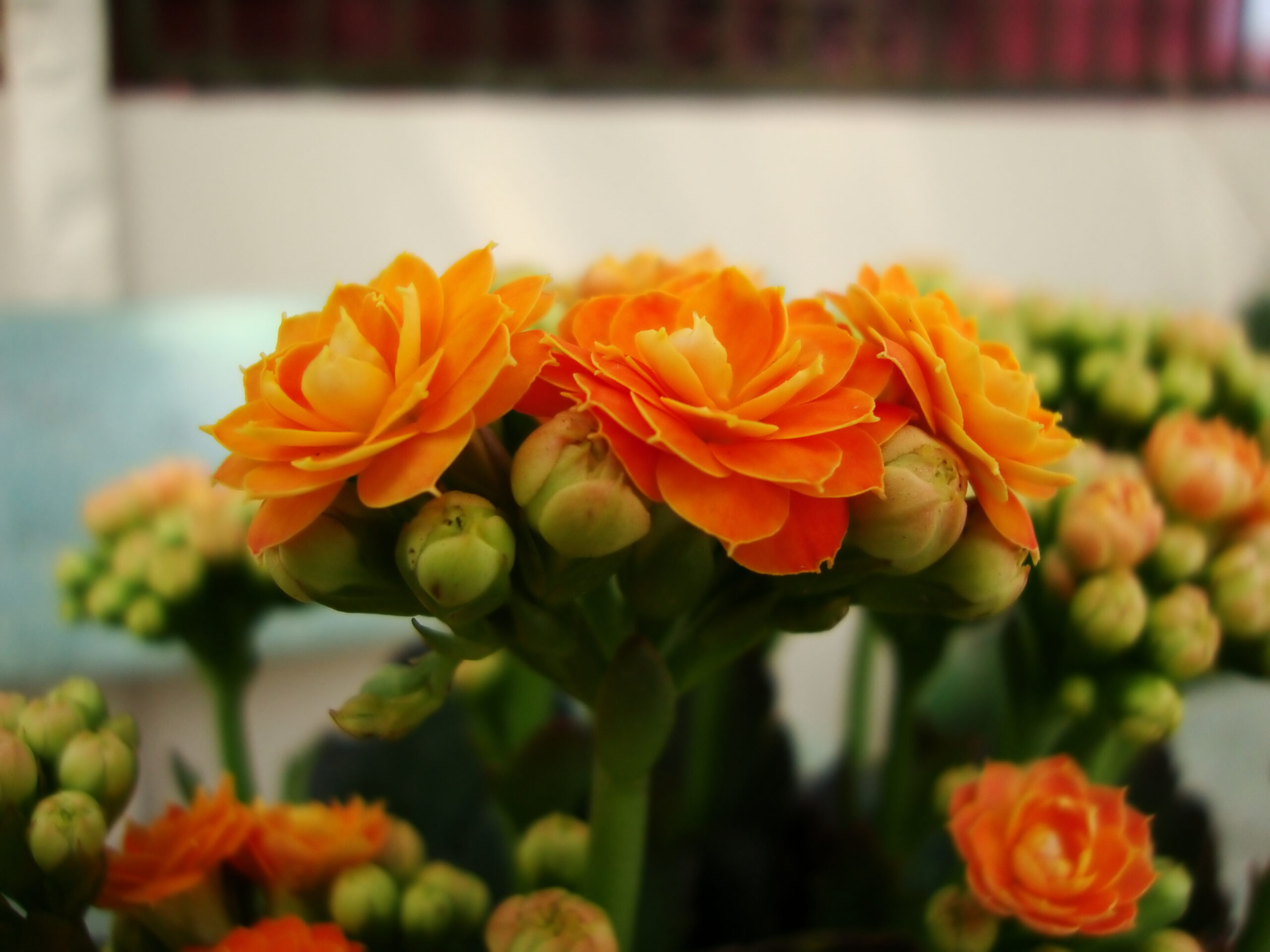 کالاندیوا با گلهای پرپر نارنجی، گروهی از ارقام Kalanchoe blossfeldiana