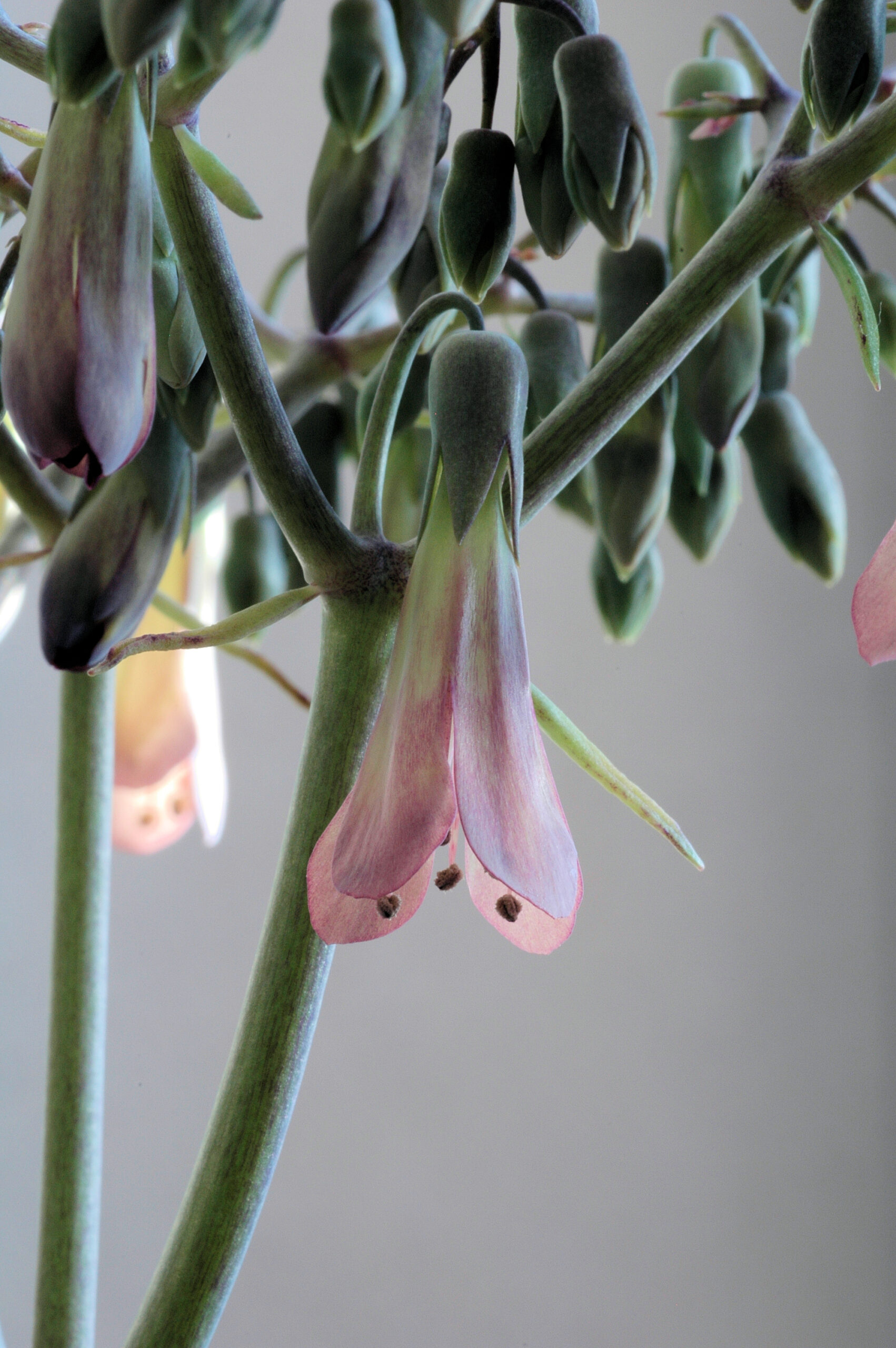 گلهای آویخته Kalanchoe daigremontiana روی ساقه گل بلند