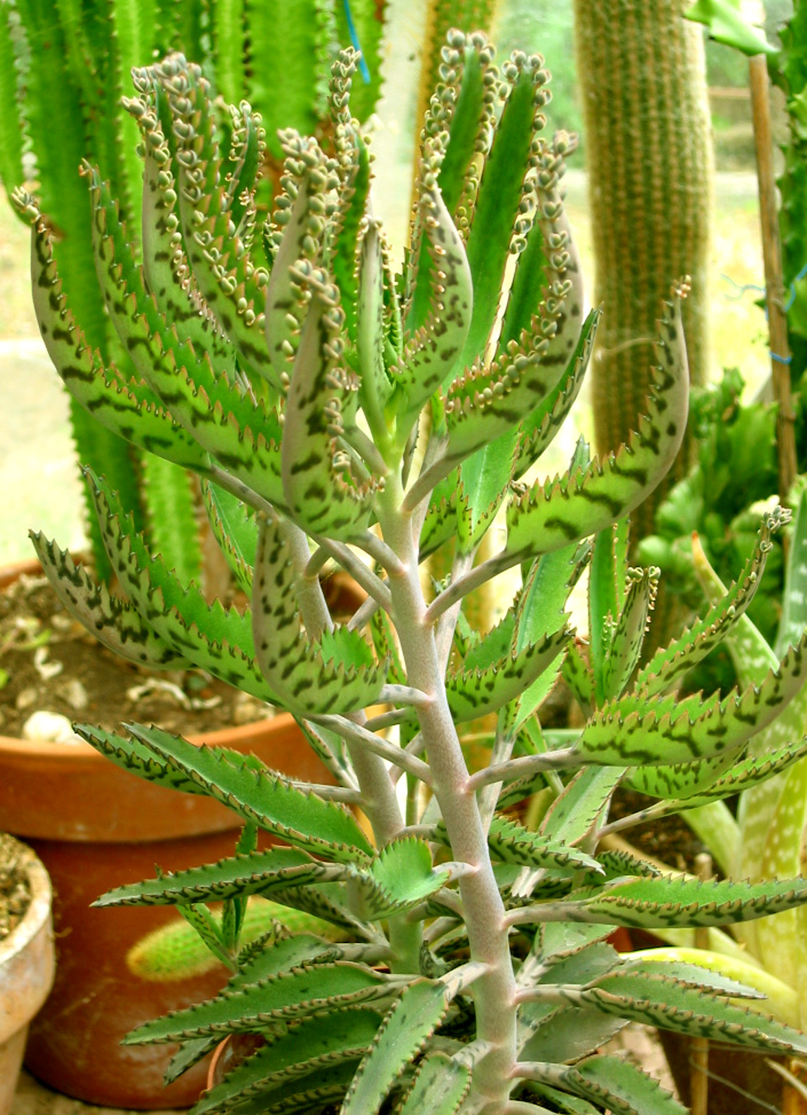 برگهای Kalanchoe daigremontiana با حاشیه دندانهدار و پاجوشهای کوچک