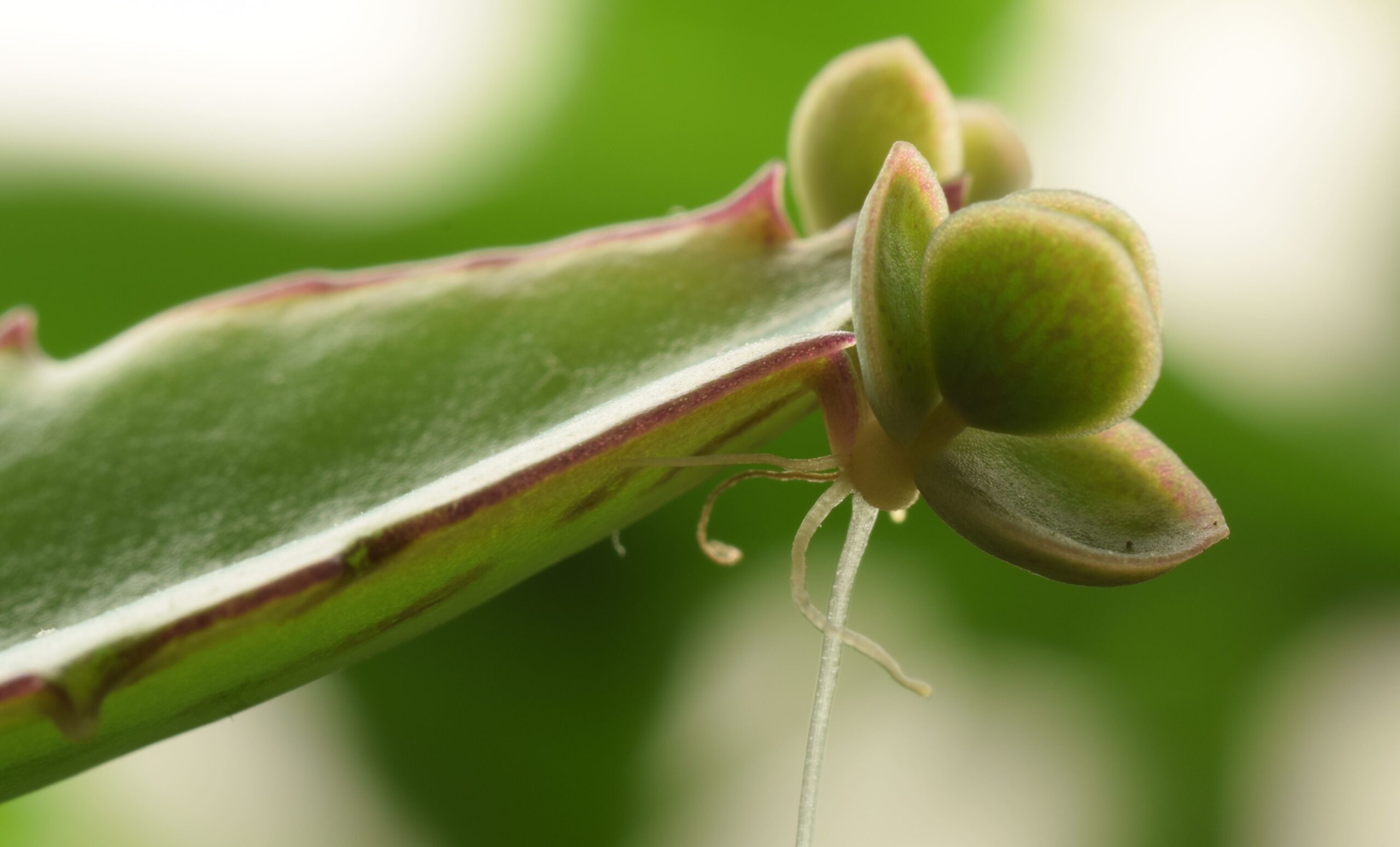 کلوزآپ پاجوشهای کوچک روی حاشیه برگ Kalanchoe daigremontiana