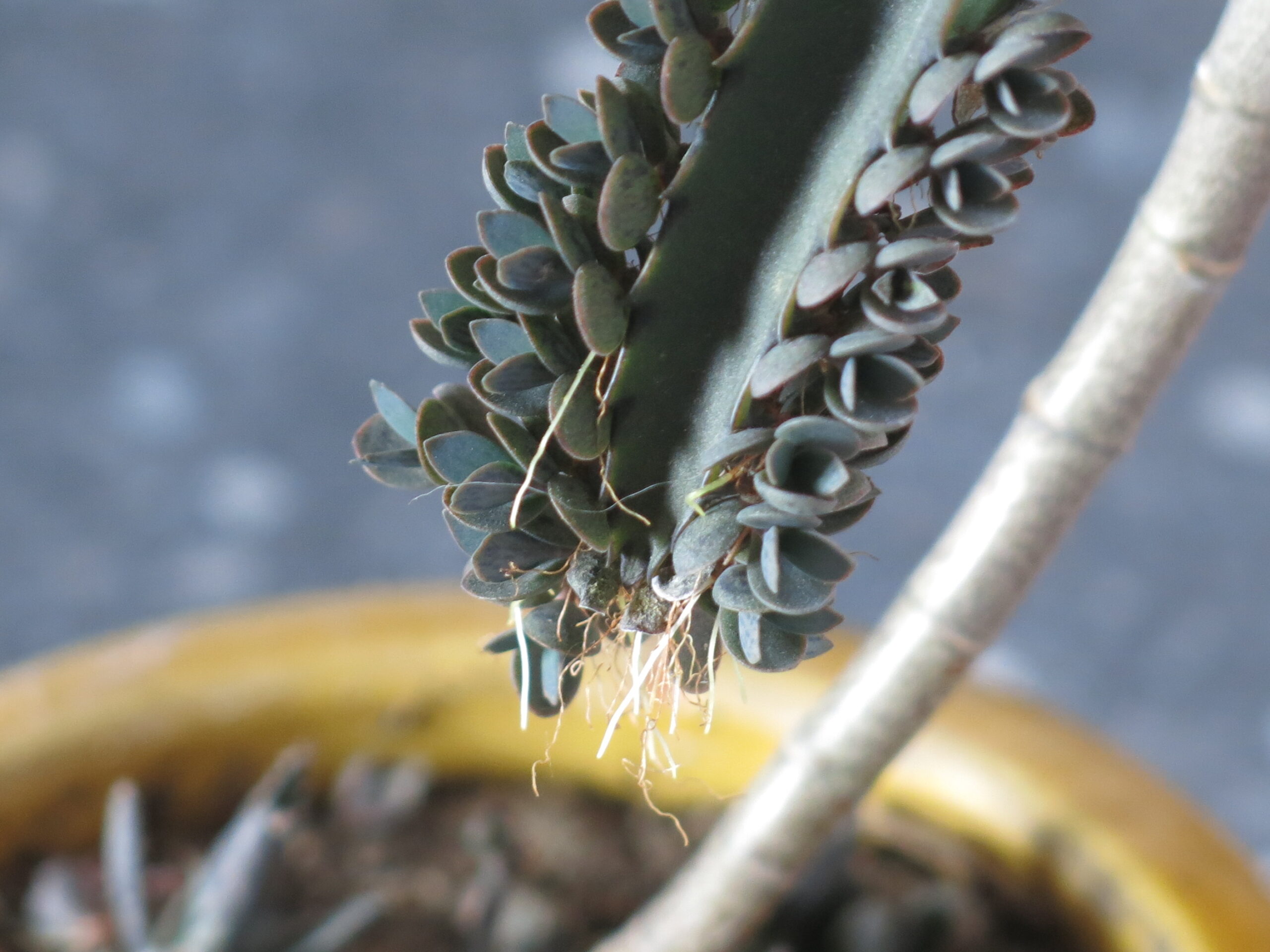 فرم رشد Kalanchoe daigremontiana با برگهای روبهروی هم و حاشیه پاجوشدار