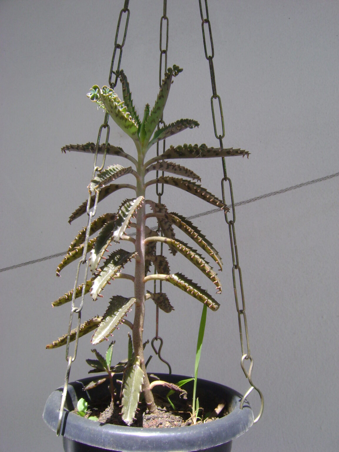 اشک تمساح، نگهداری Kalanchoe daigremontiana و کنترل پاجوشها اشک تمساح Kalanchoe daigremontiana با برگهای مثلثی و پاجوشهای حاشیه برگ