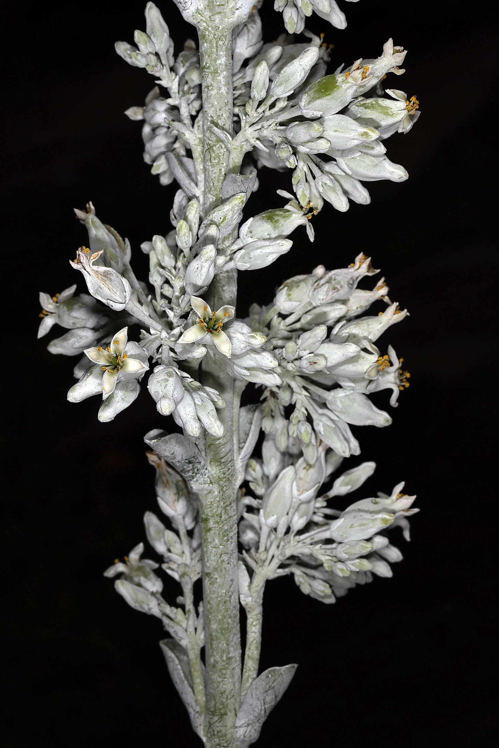 گل‌های Kalanchoe luciae با رنگ سفید تا زرد بسیار کمرنگ برای تشخیص از Kalanchoe thyrsiflora