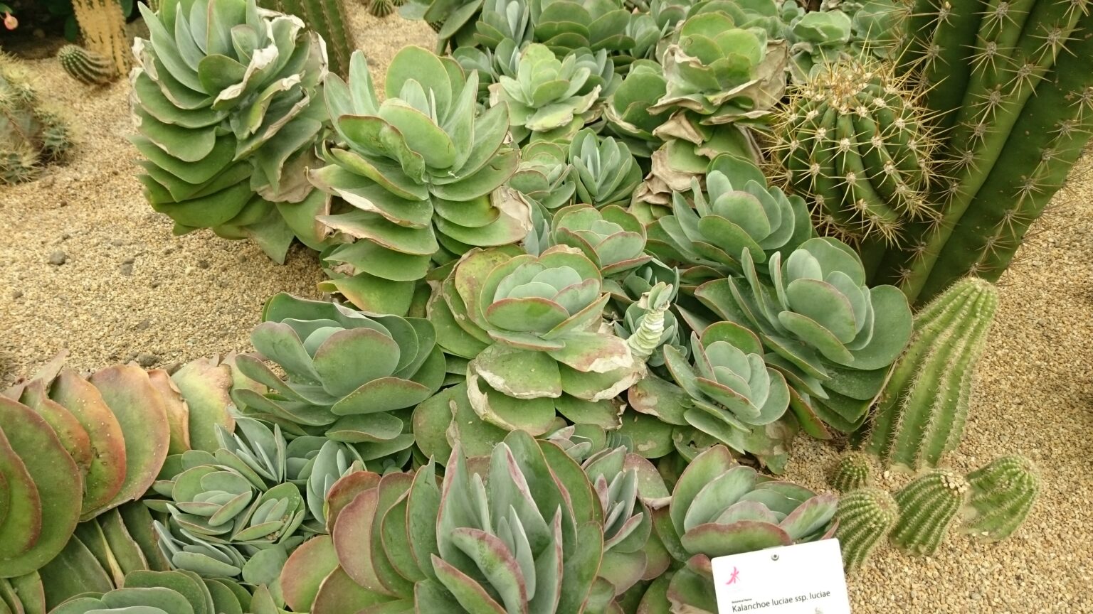 کالانکوئه پارویی Kalanchoe luciae با برگ‌های پهن پارویی و حاشیه قرمز