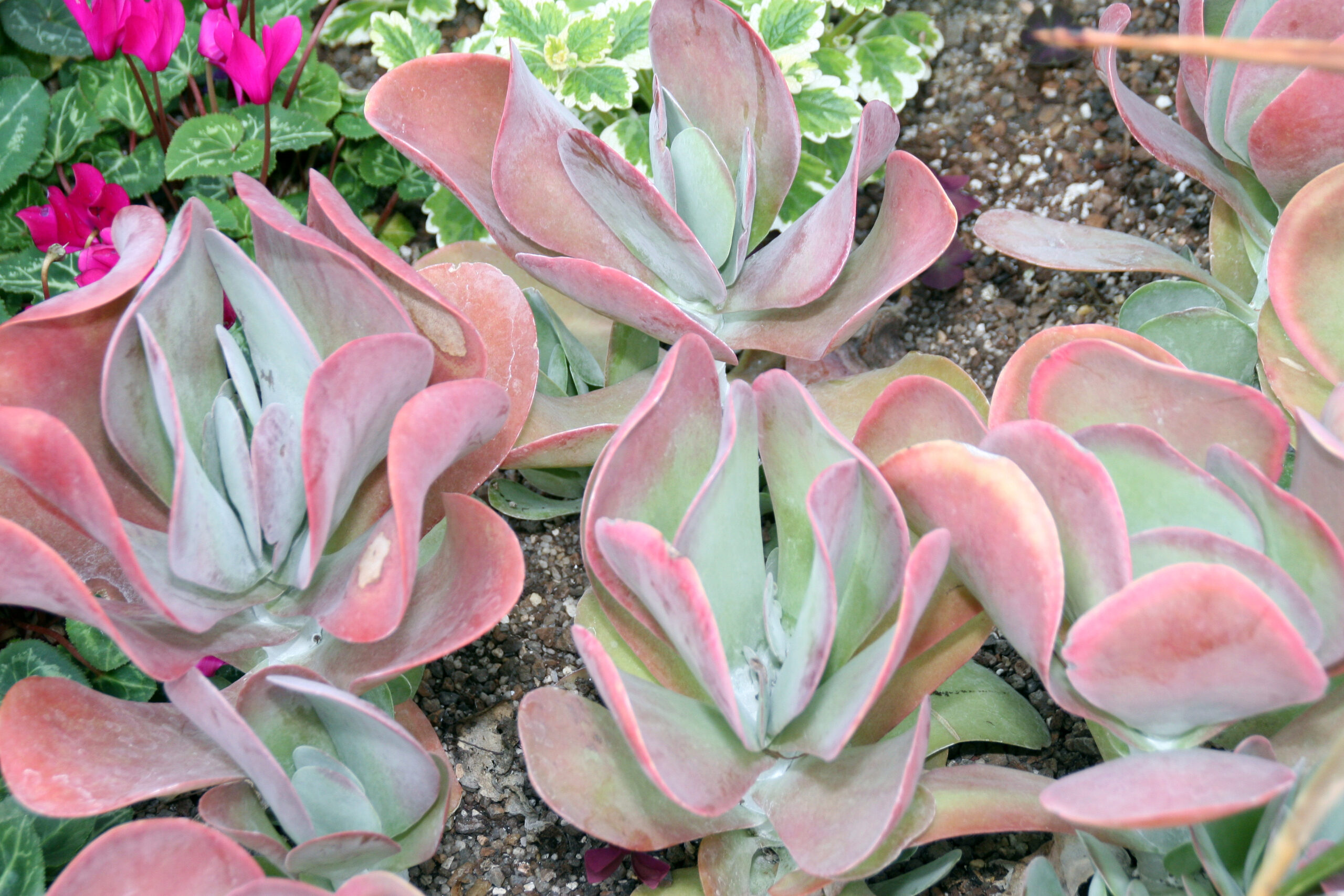 Kalanchoe thyrsiflora با برگ‌های پارویی خاکستری سبز و پوشش مومی سفید