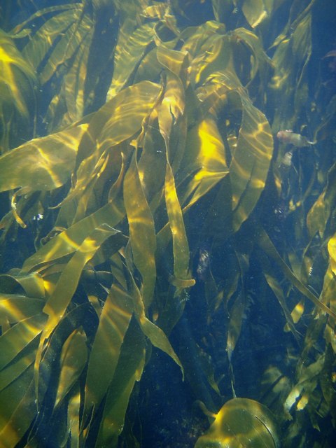 Laminaria digitata بهعنوان نمونه ماده خام برای توضیح استخراج آبی عصاره جلبک