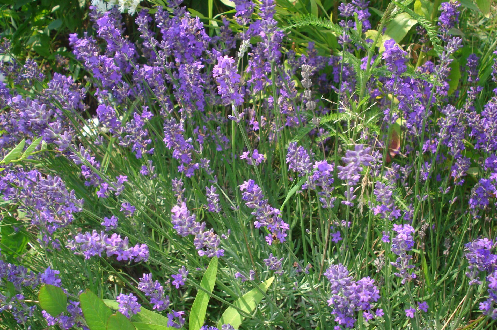 خوشه‌های گل بنفش اسطوخودوس انگلیسی Lavandula angustifolia