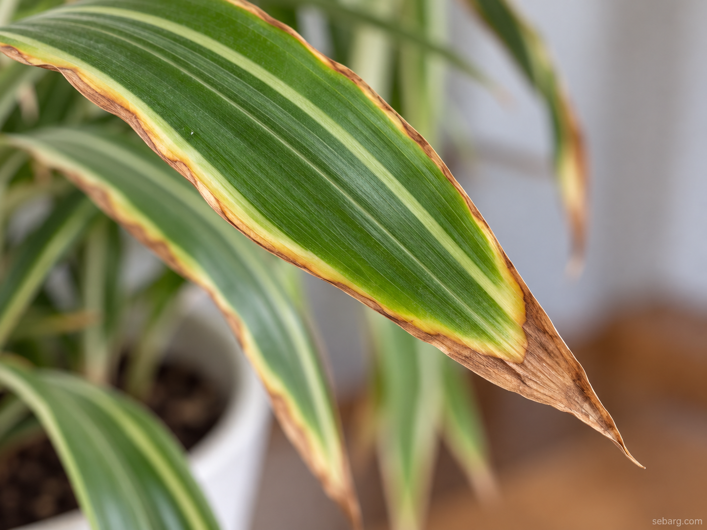 سوختگی نوک و حاشیه برگ به‌عنوان یکی از نشانه‌های احتمالی شوری بستر