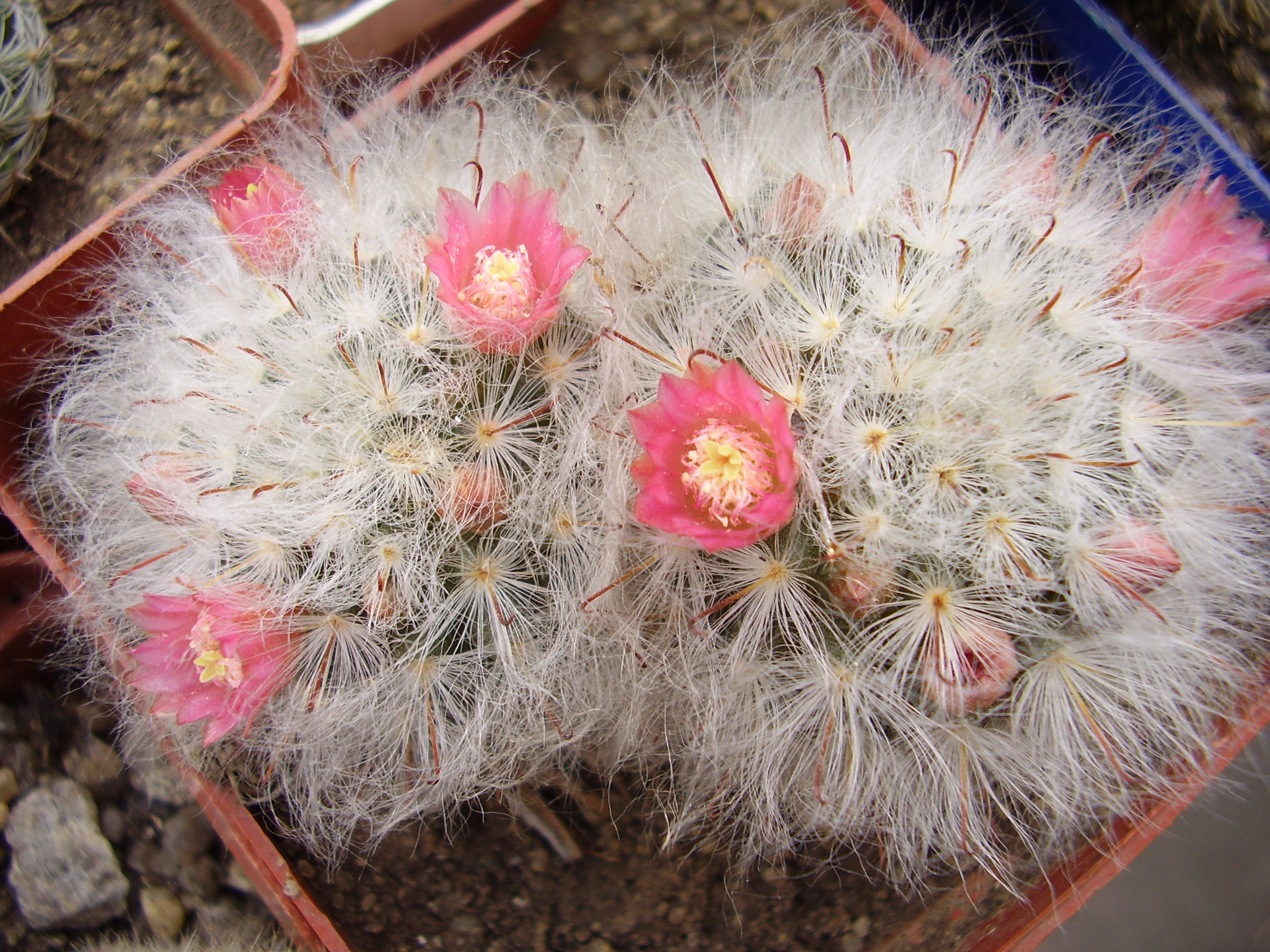 Mammillaria bocasana با پوشش سفید پشمی و فرم کروی