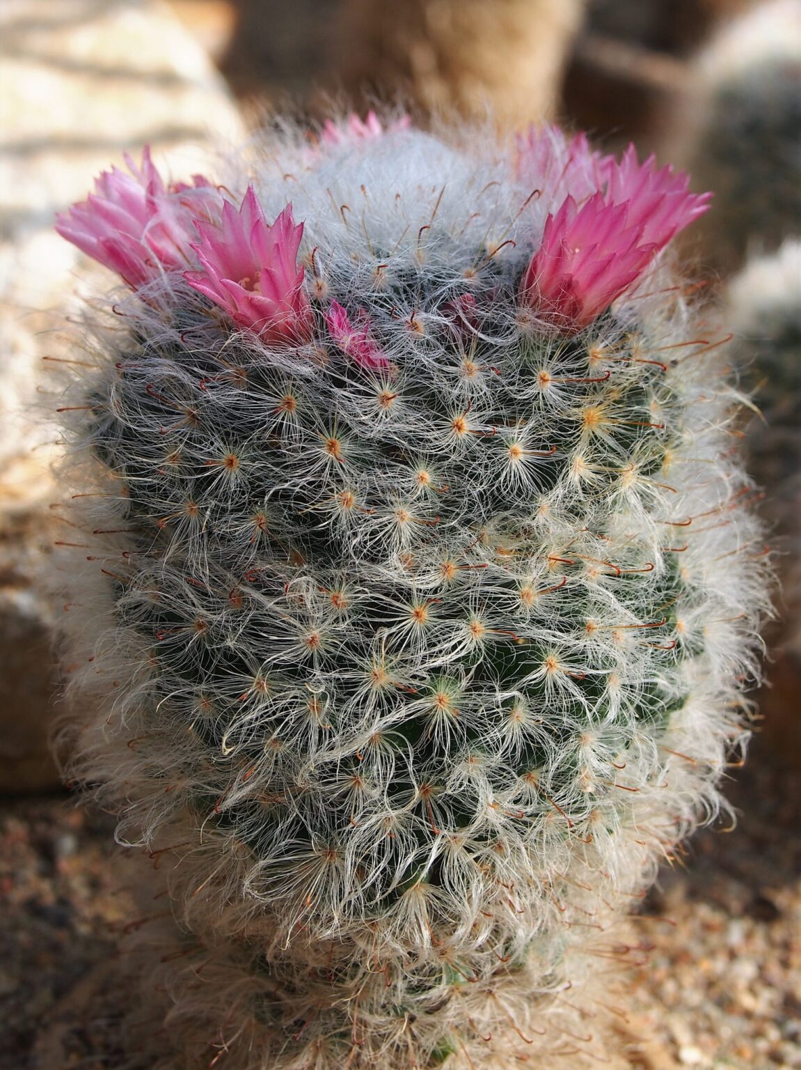 مامیلاریا بوکاسانا، نگهداری Mammillaria bocasana و شناسایی کاکتوس پودری مامیلاریا بوکاسانا با پوشش سفید ابریشمی و گلهای صورتی کمرنگ