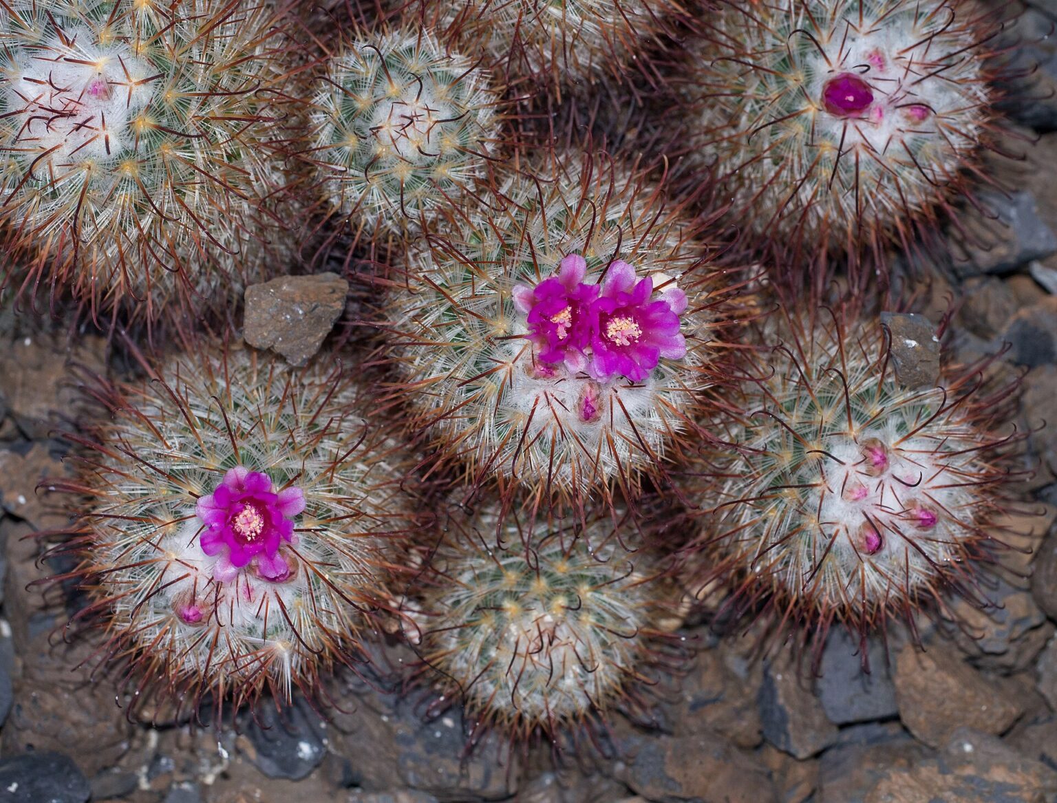 مامیلاریا بومبیسینا، نگهداری و شناسایی Mammillaria bombycina مامیلاریا بومبیسینا با خارهای سفید متراکم و خارهای مرکزی قهوهای