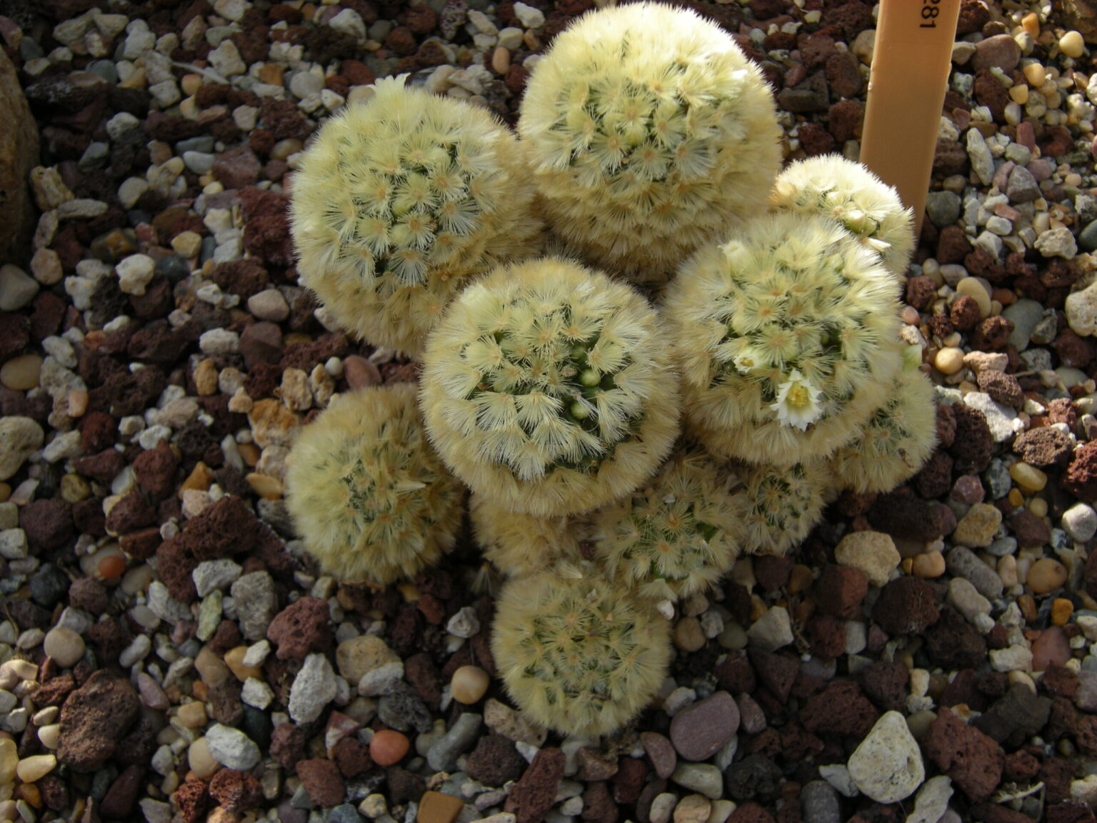 مامیلاریا کارمنیا، نگهداری Mammillaria carmeniae و شناسایی کاکتوس کارمن مامیلاریا کارمنیا با ساقه کروی کوچک و خارهای شعاعی کرمرنگ متراکم