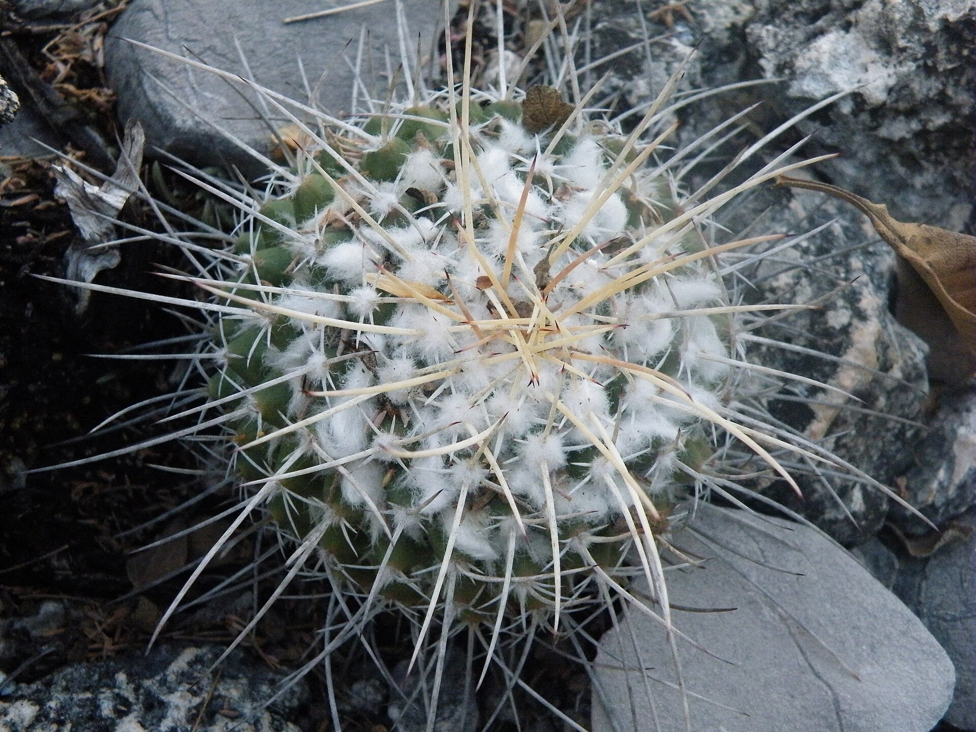 فرم تاریخی centralifera در Mammillaria compressa با خارهای مرکزی بلندتر