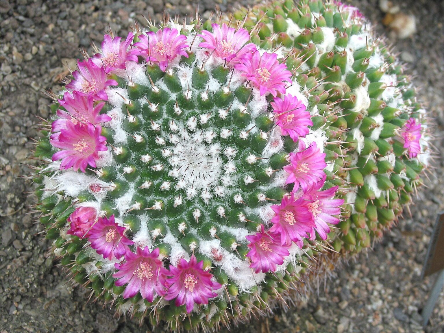 مامیلاریا کمپرسا، نگهداری و شناسایی Mammillaria compressa مامیلاریا کمپرسا با ساقههای خوشهای و گلهای صورتی حلقهای