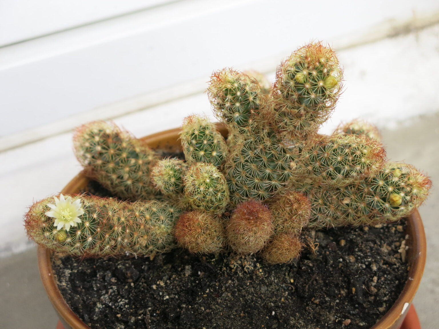 مامیلاریا الونگاتا، نگهداری Mammillaria elongata و تکثیر کاکتوس انگشتی مامیلاریا الونگاتا با ساقههای استوانهای انگشتی و خارهای متراکم