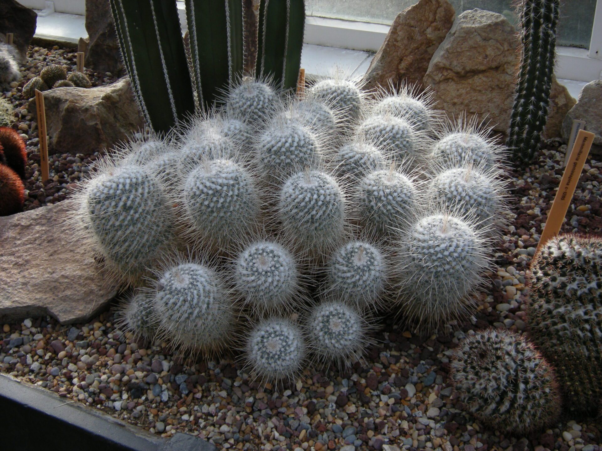 مامیلاریا جمینیسپینا در گلخانه سرپوشیده Volunteer Park Conservatory