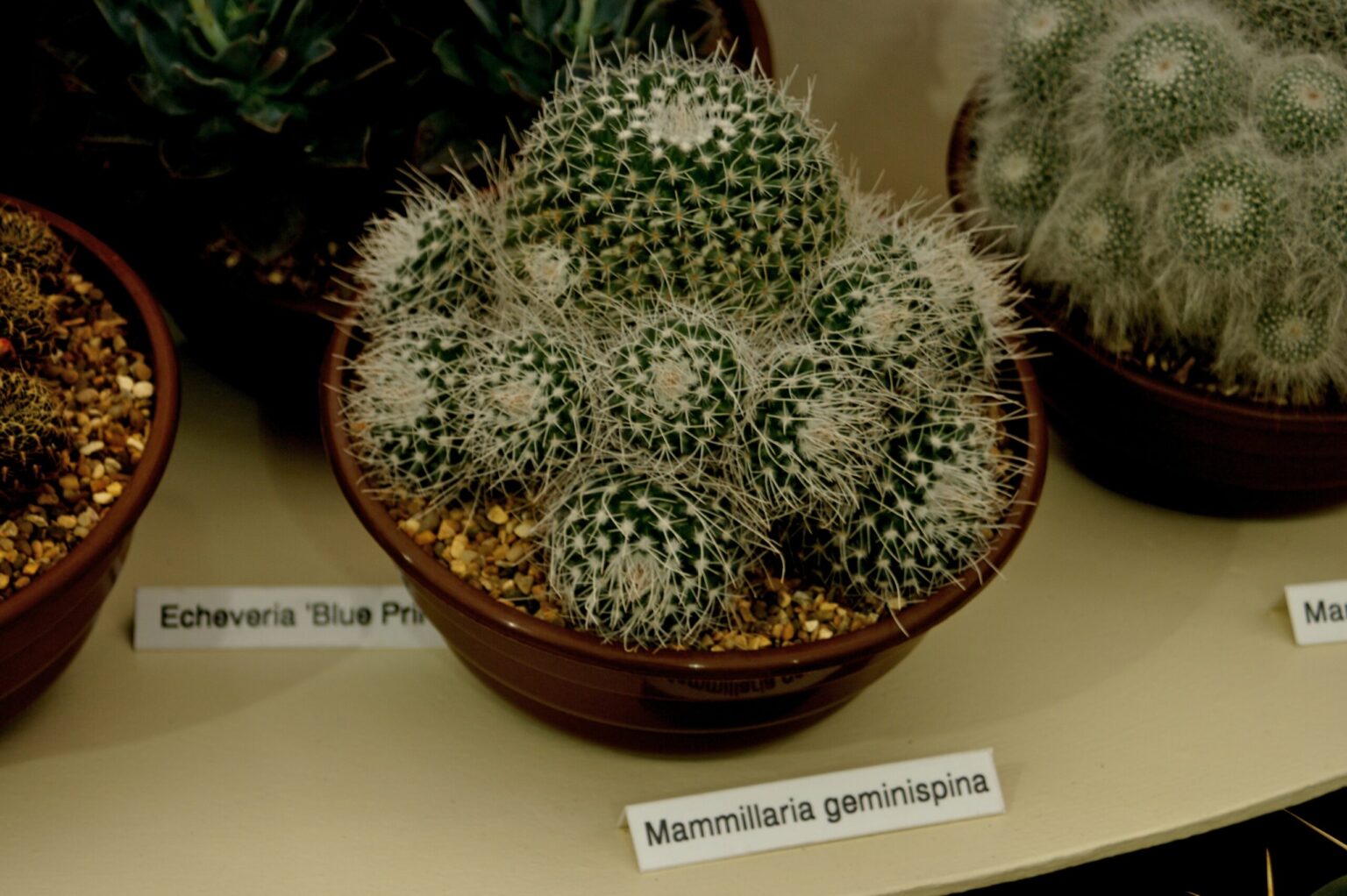 مامیلاریا جمینیسپینا، شناسایی و نگهداری Mammillaria geminispina مامیلاریا جمینیسپینا با ساقههای خاردار و پشم سفید میان تکمهها در نمایشگاه گیاهان