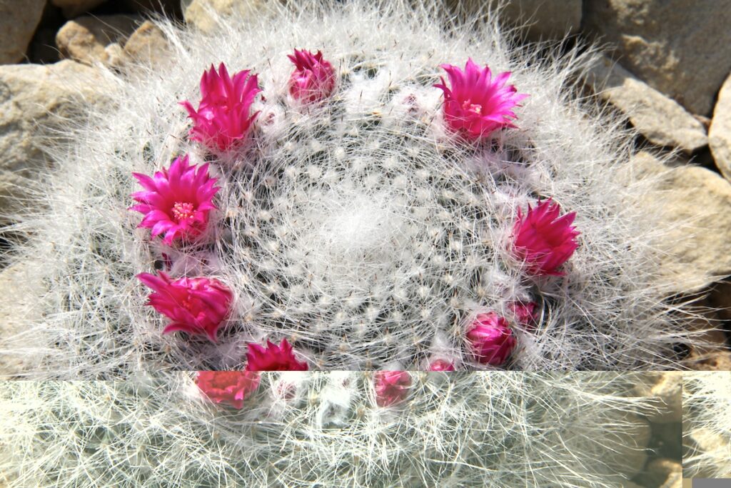 مامیلاریا، راهنمای نگهداری Mammillaria و تفاوت نیاز گونهها Mammillaria hahniana با فرم کروی، خارهای سفید و پوشش پشمی